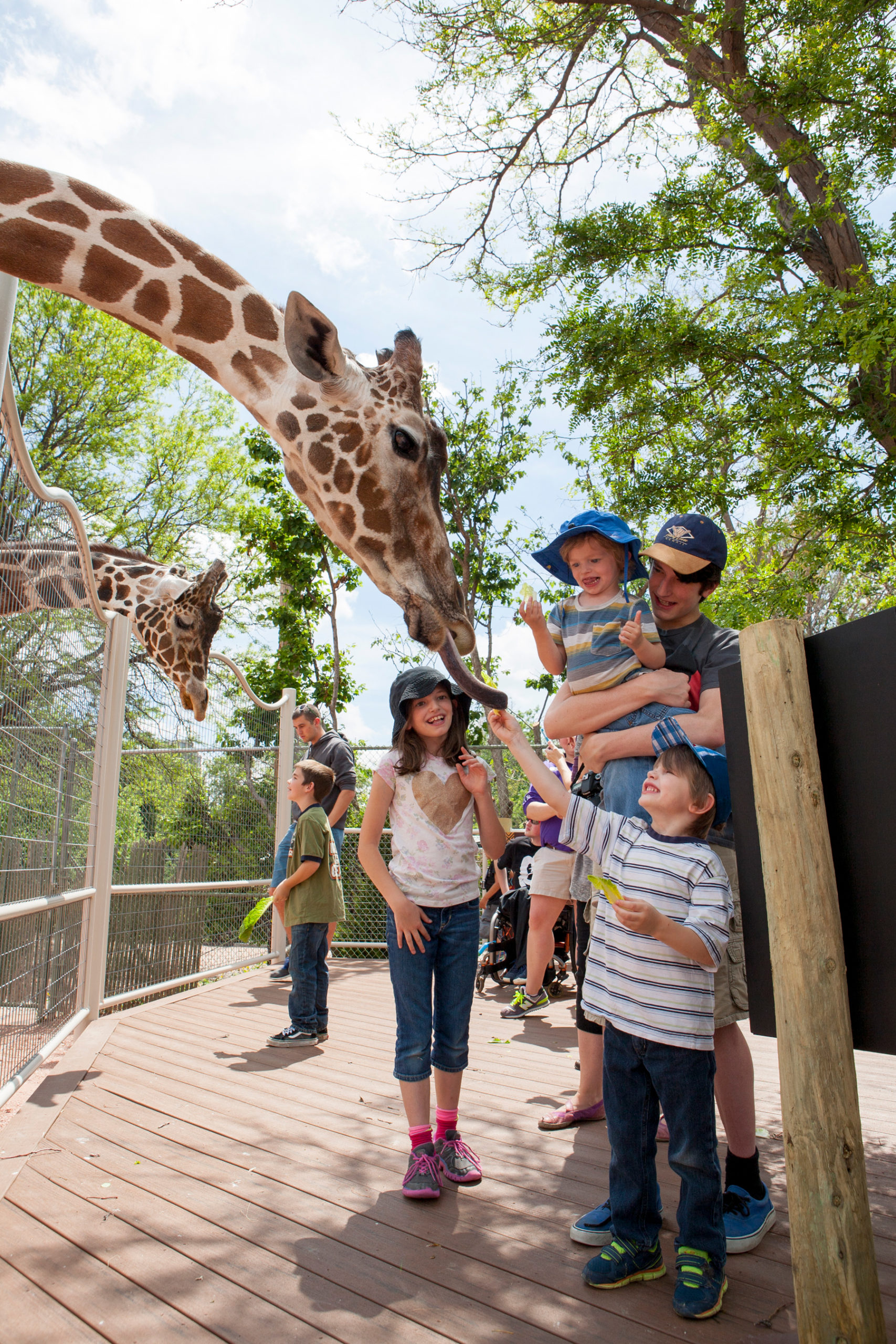 Feeding giraffes at the Denver Zoo