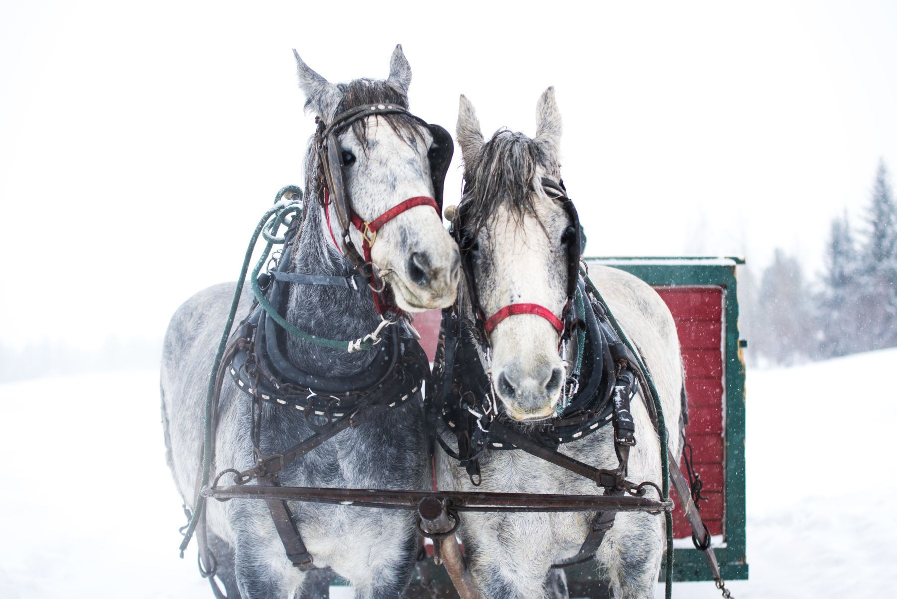 Sleigh ride at Sun Valley Ski Resort 