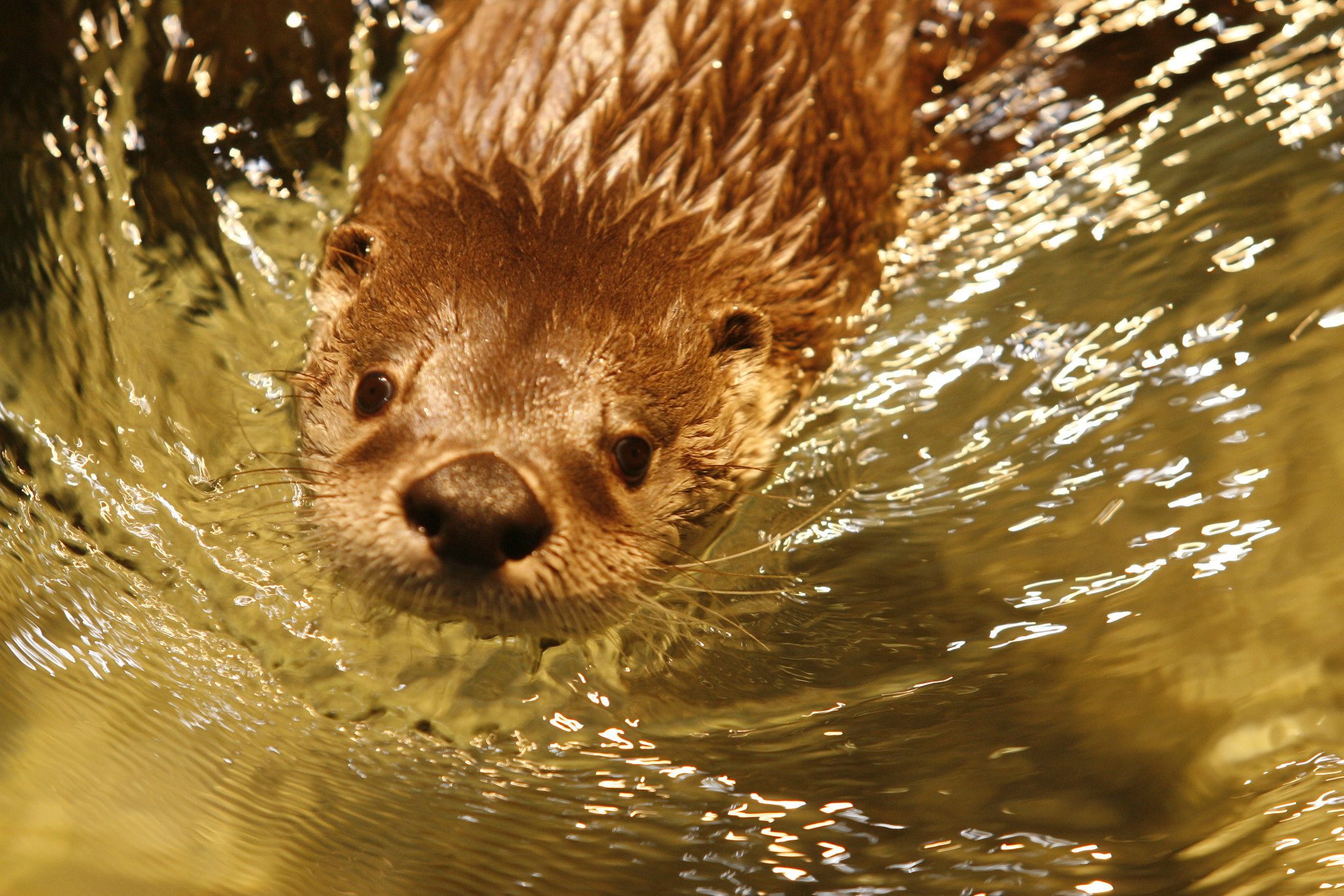 Otter at the Wild Center in the Adirondack Mountains)