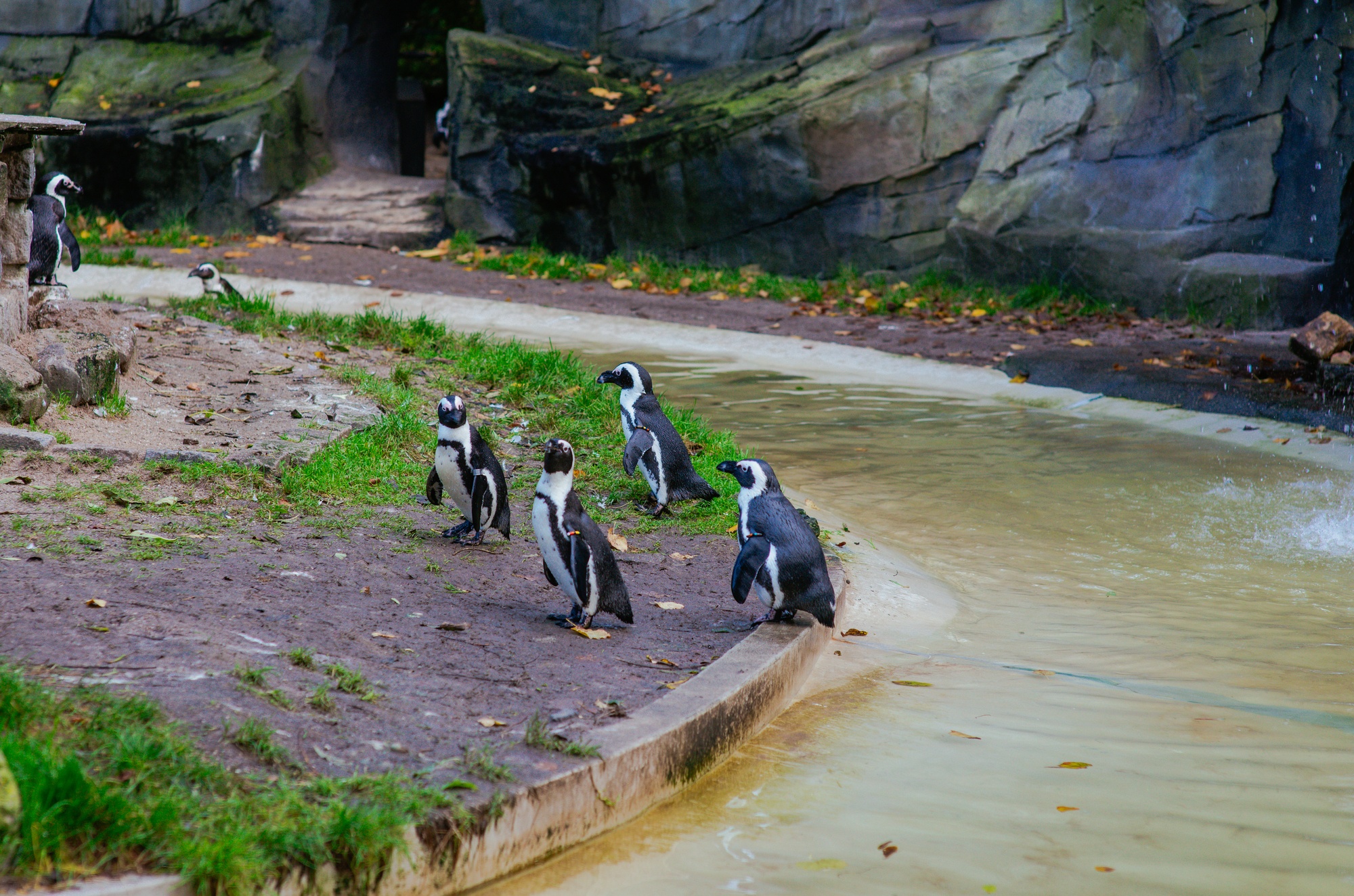 Penguins at the Artis Royal Zoo in Amsterdam