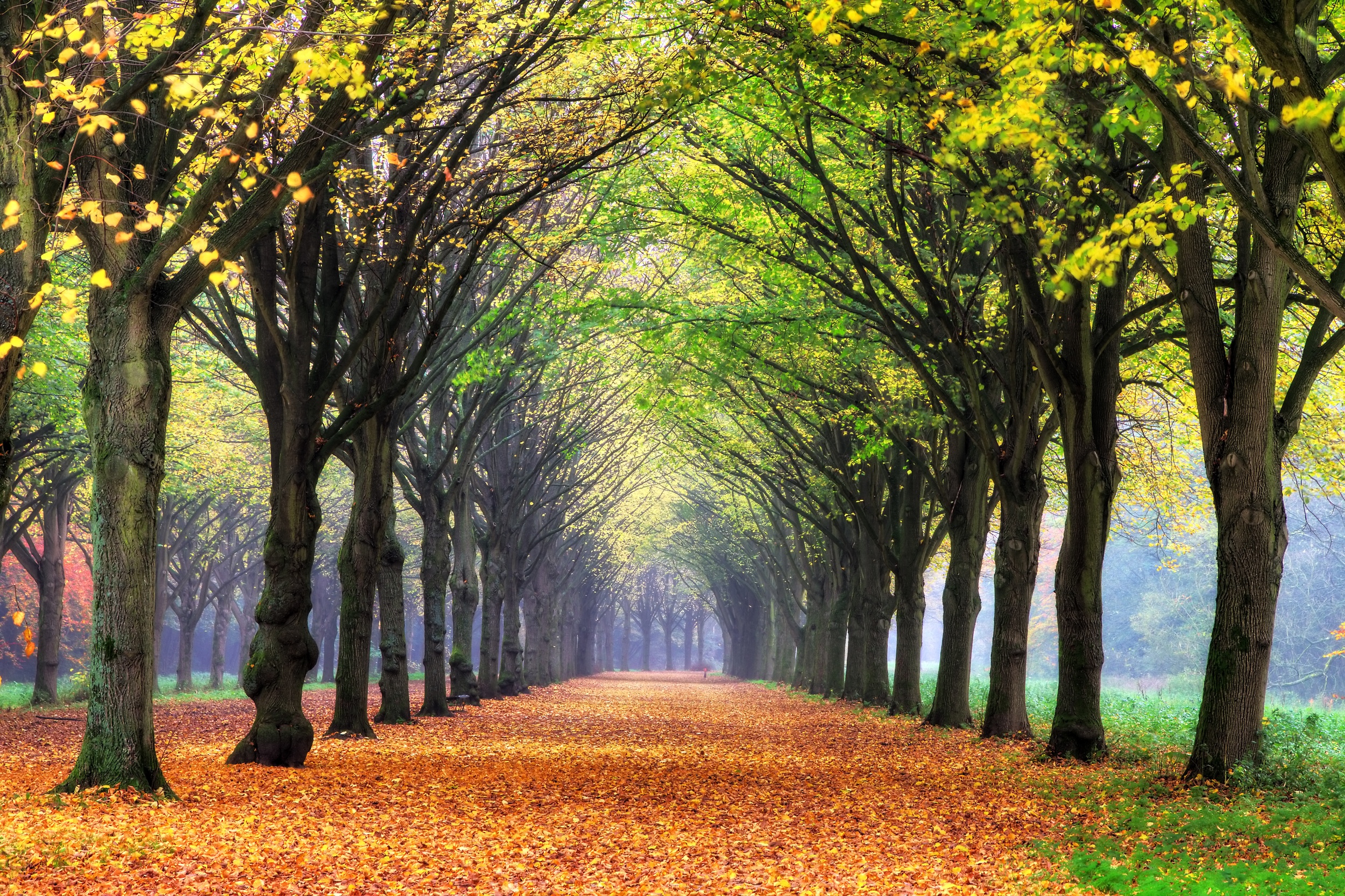 Amsterdamse Bos - Amsterdam Forest