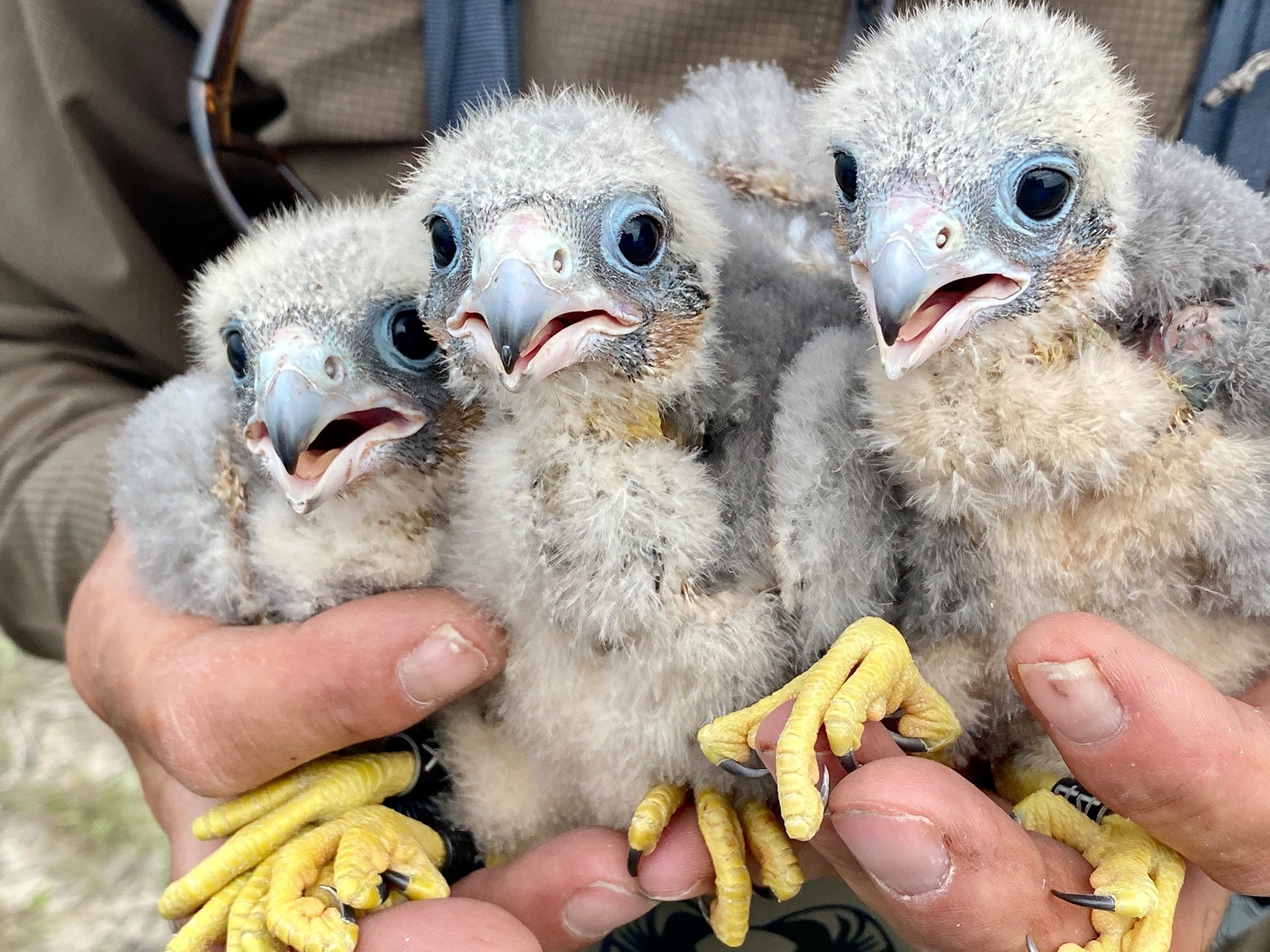 Baby raptors at World Center for Birds of Prey in Idaho