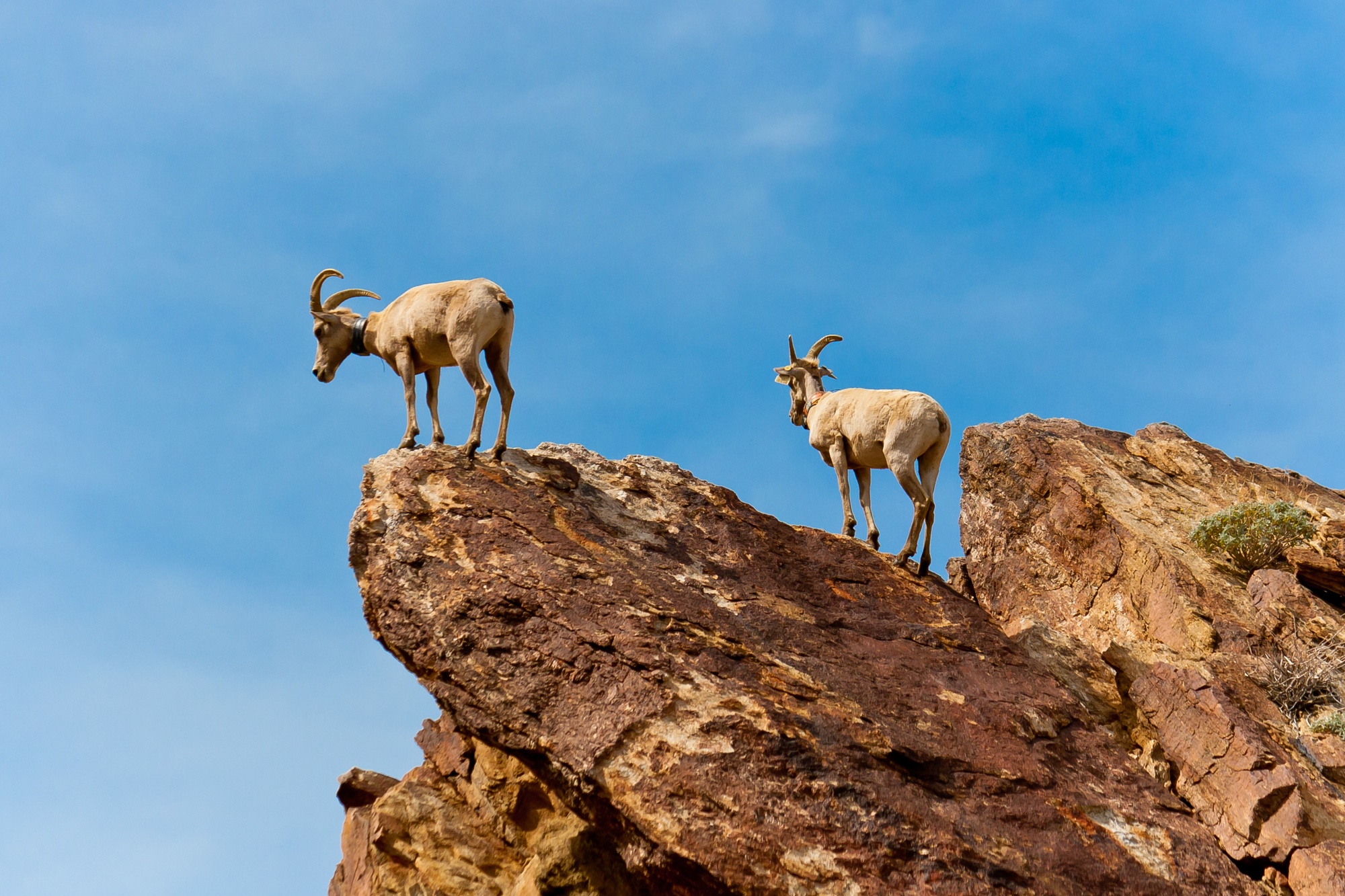 Desert Bighorn Sheep in Anza Borrego Desert State Park 