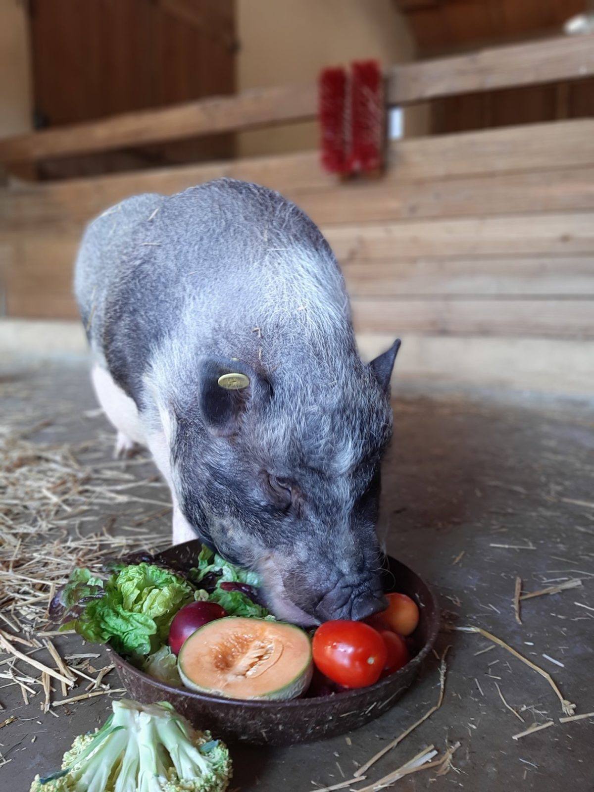 Pig at Children's Farm