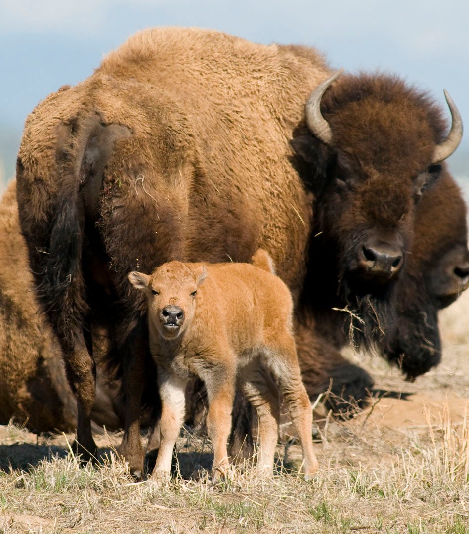 Bison at Rocky Mountain Arsenal National Wildlife Refuge 