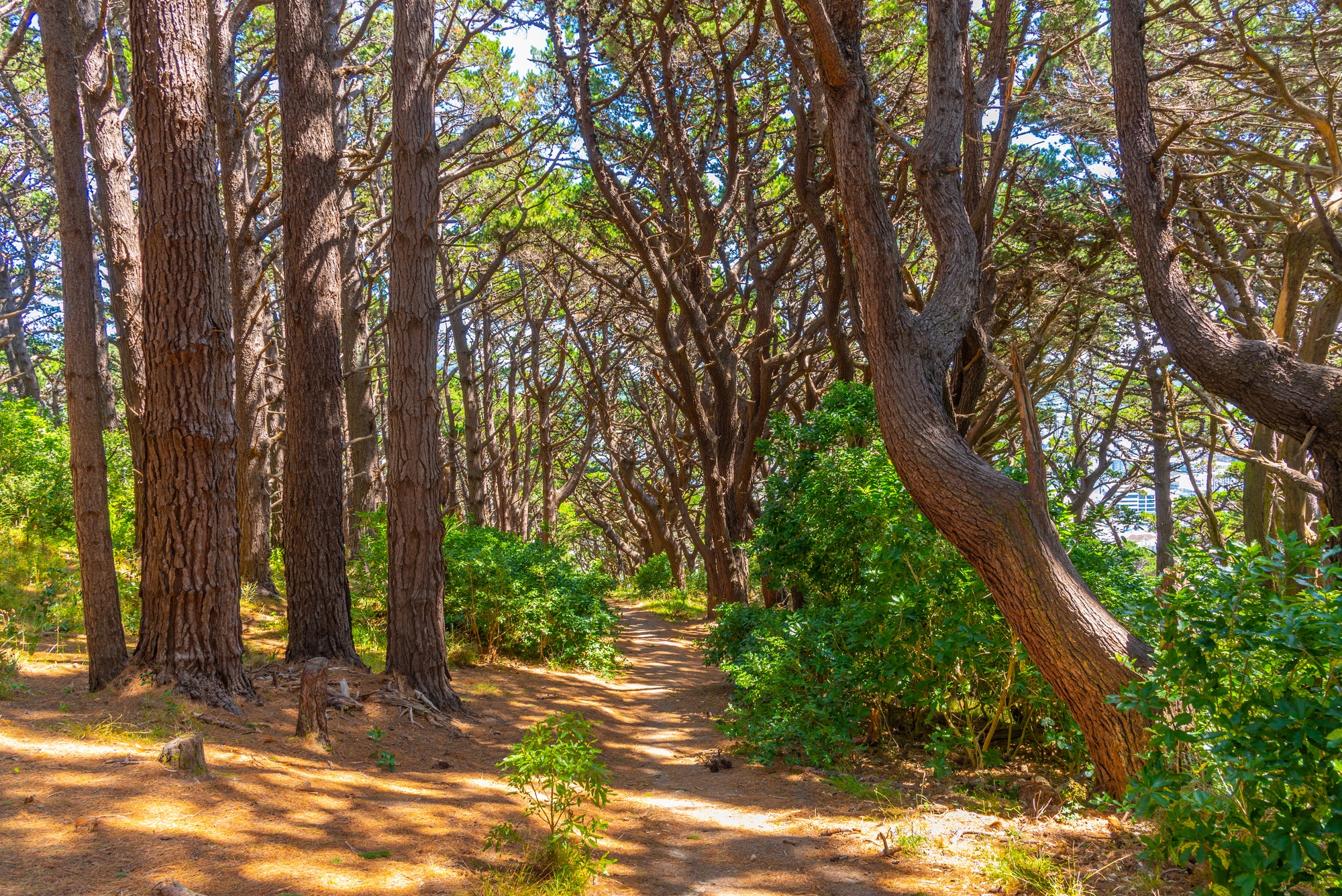 Forest path at Mount Victoria in Wellington 