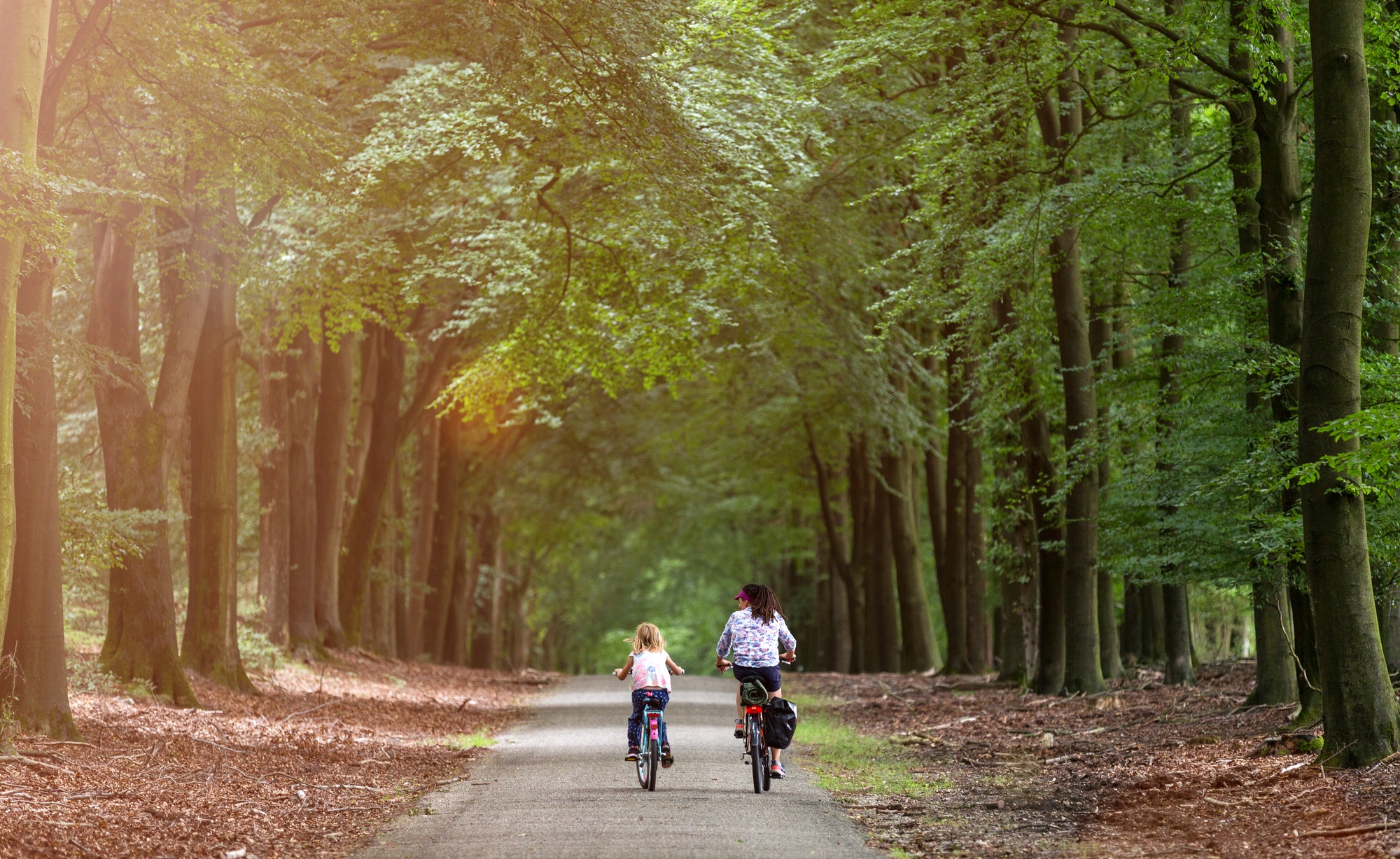 A Dutch bicycle path through the woods 