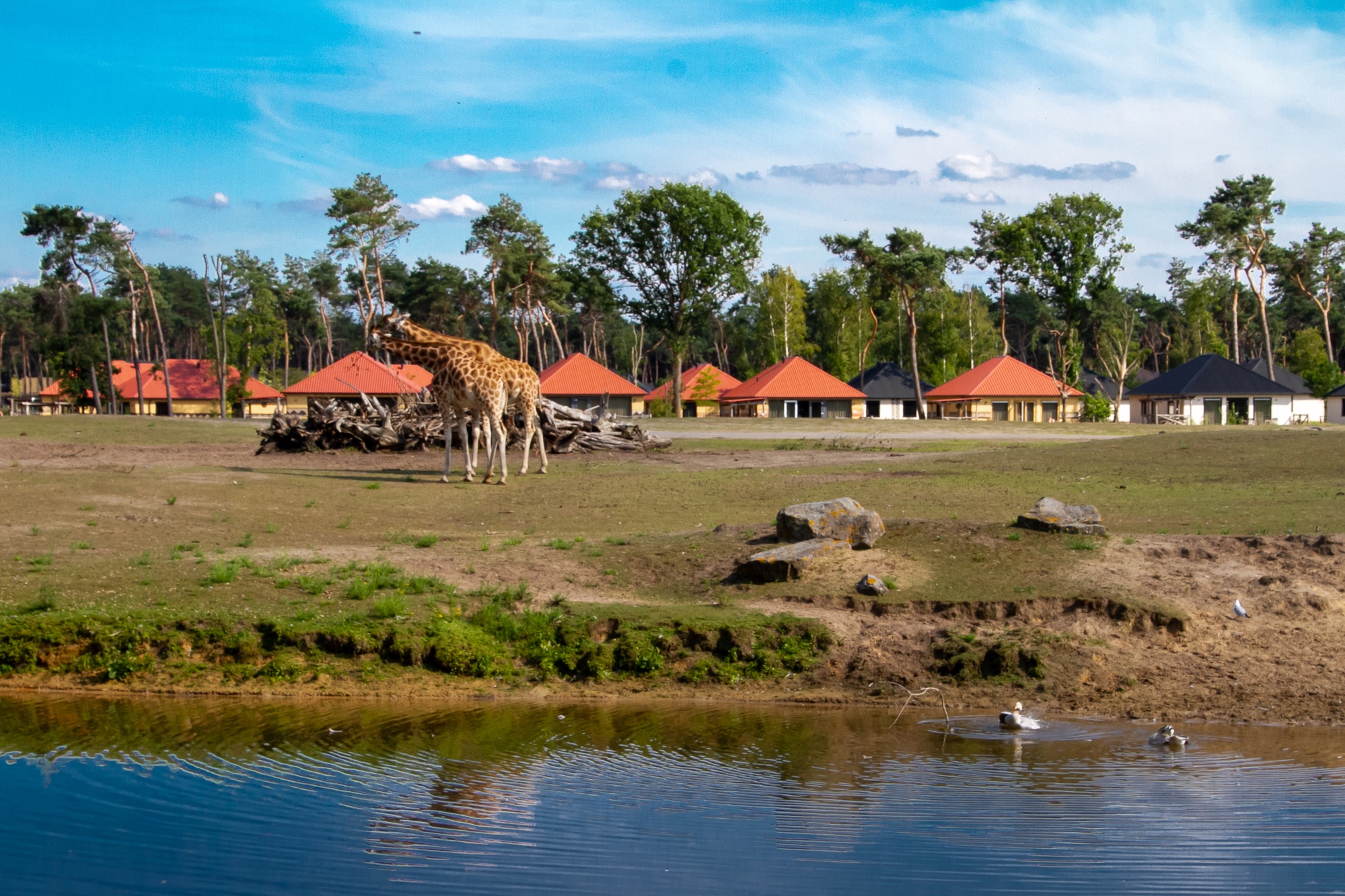 Beekse Bergen Safari Park