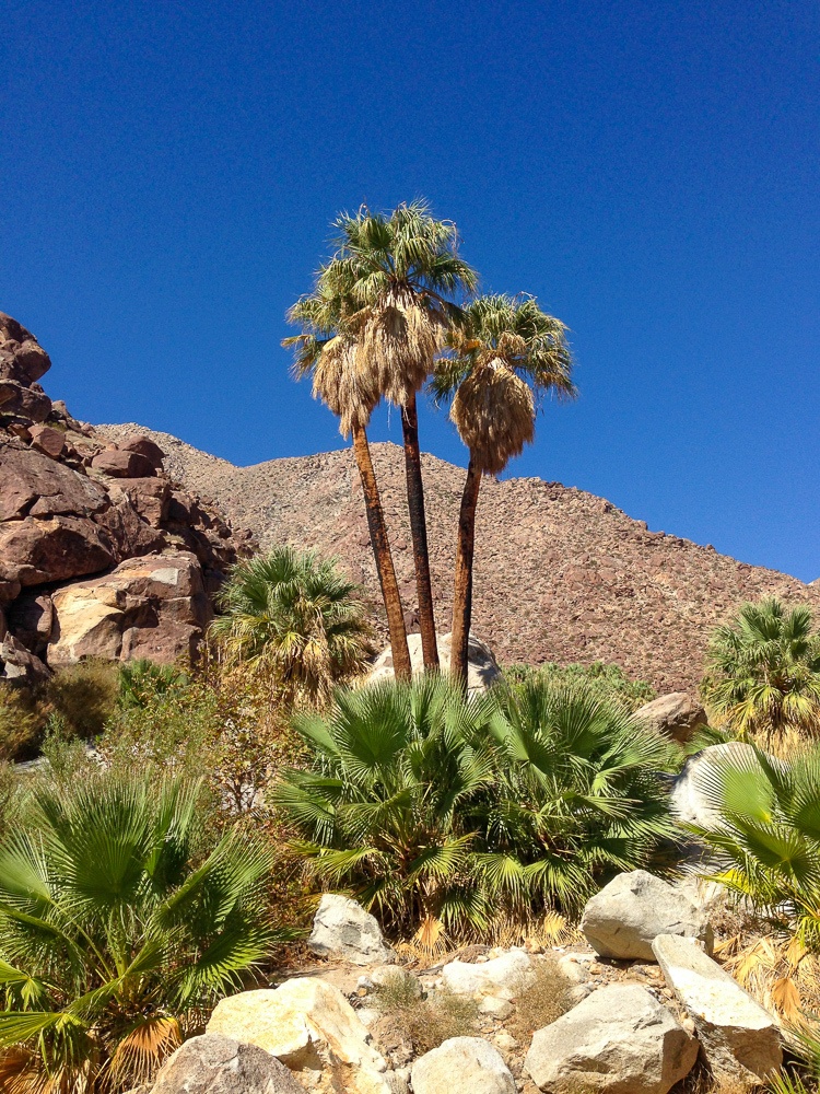 Palm Oasis prize at the end of Palm Canyon Trail hike in Anza-Borrego Park