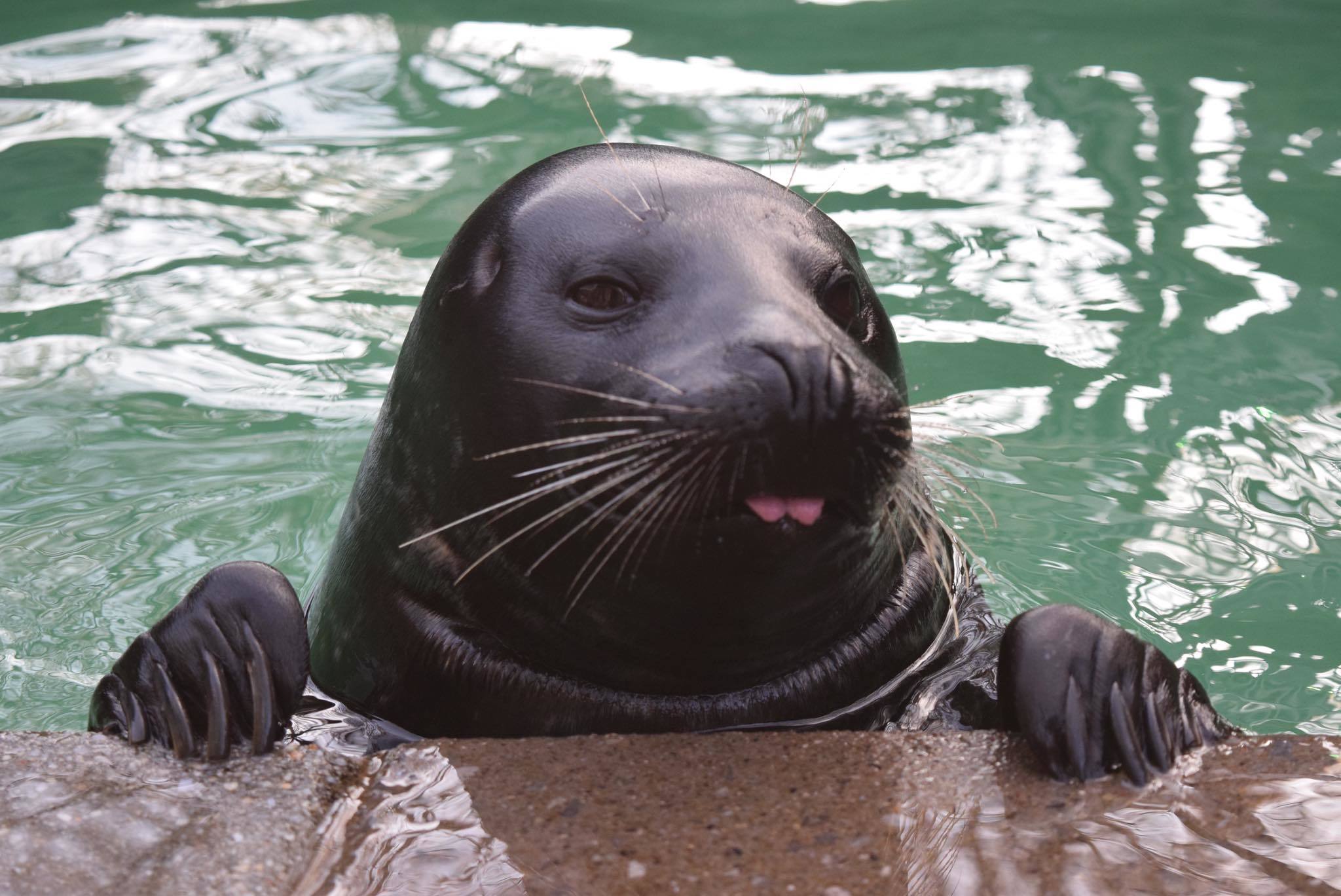 Lumiere the harbor seal at Aquarium of Niagara 