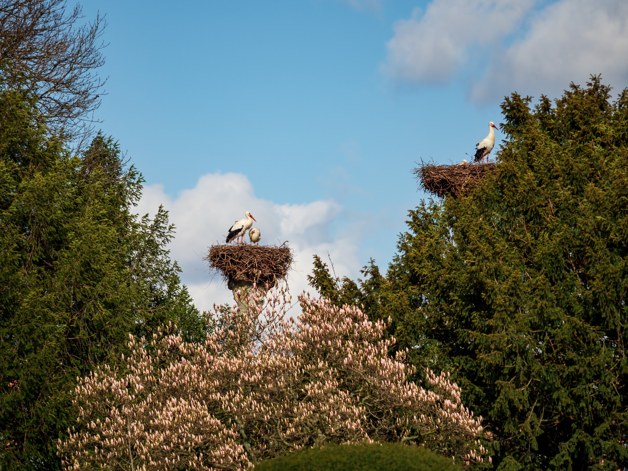 Storks in Strasbourg, France