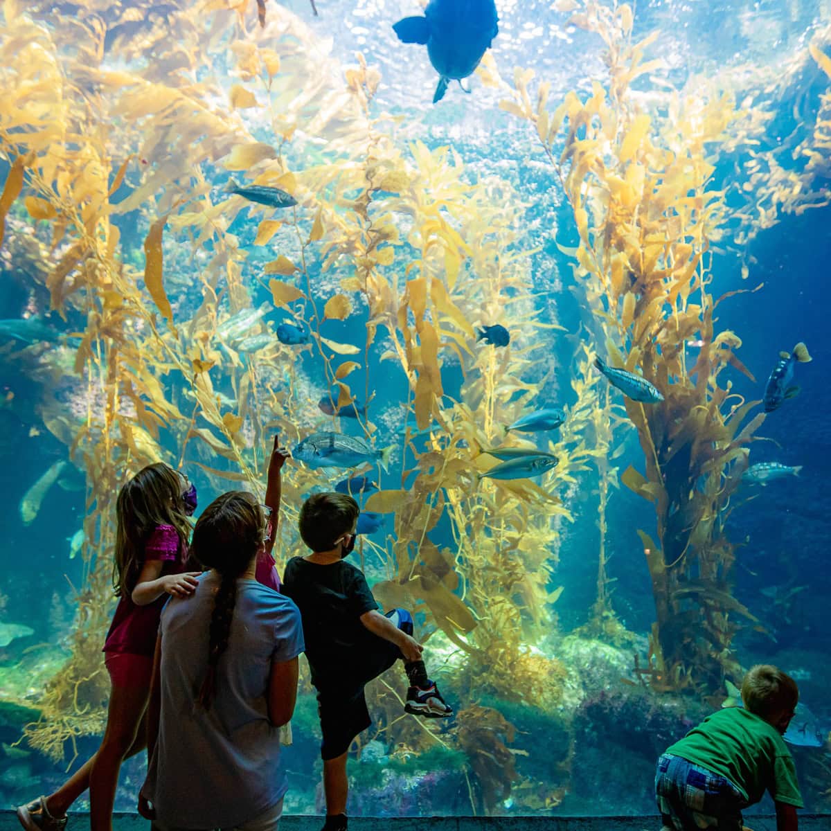 San Diego Birch Aquarium at Scripps Institution of Oceanography in La Jolla