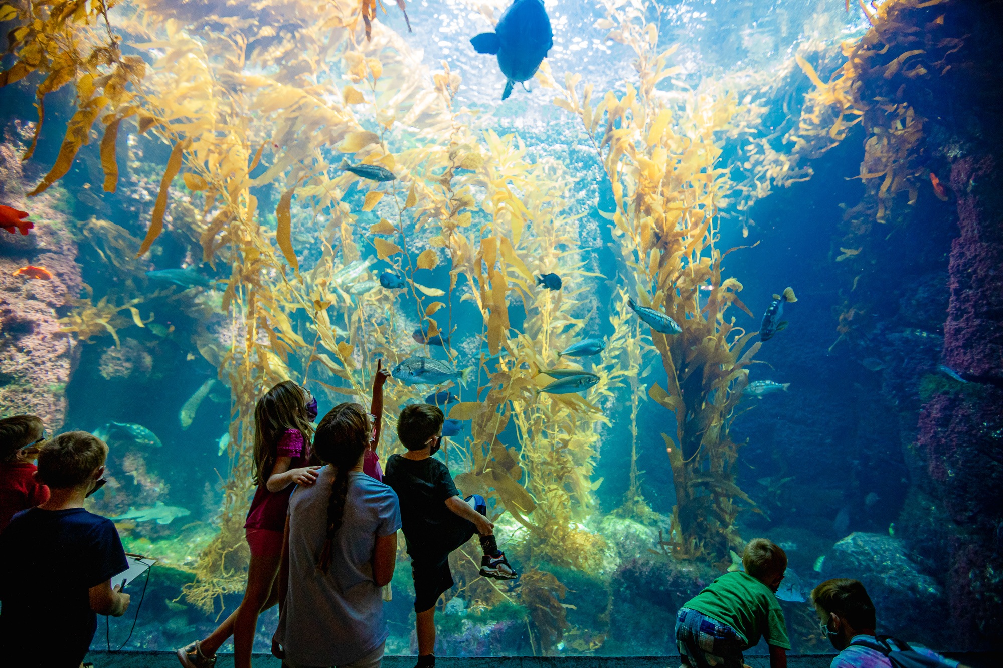 Kids at the Kelp Forest Tank at San Diego Birch Aquarium