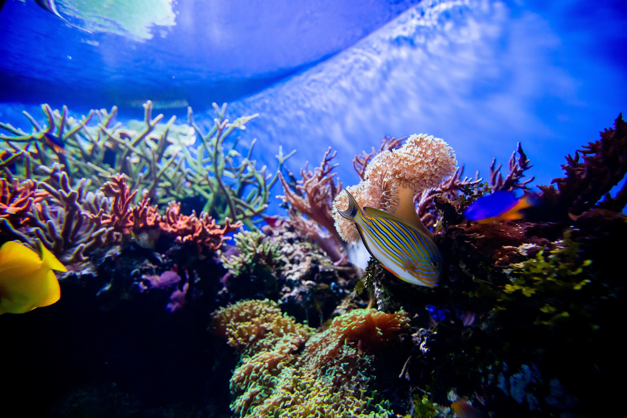 Beautiful fish and coral at Birch Aquarium at Scripps in La Jolla 