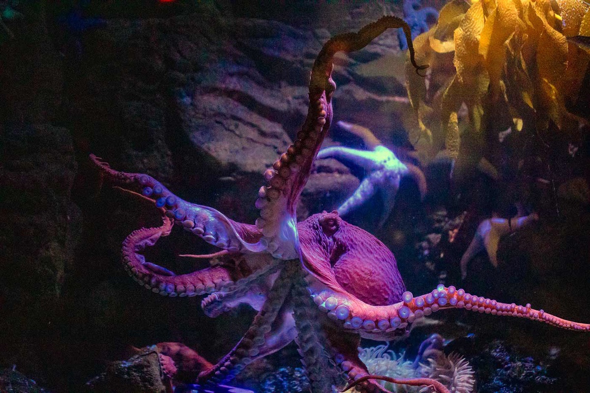 Octopus at Birch Aquarium at Scripps