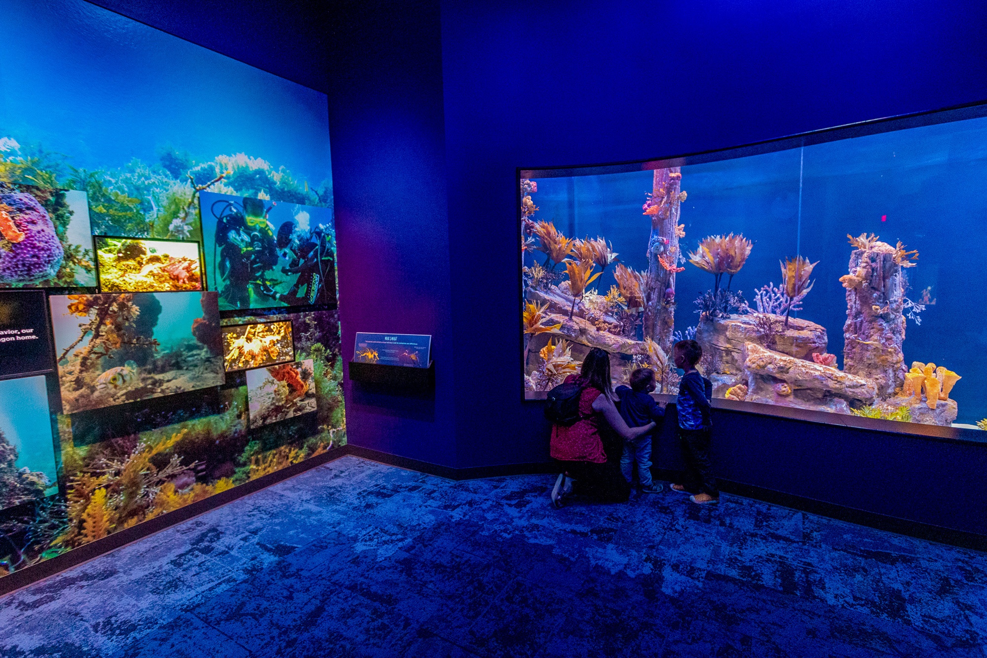 Seadragons & Seahorses exhibit