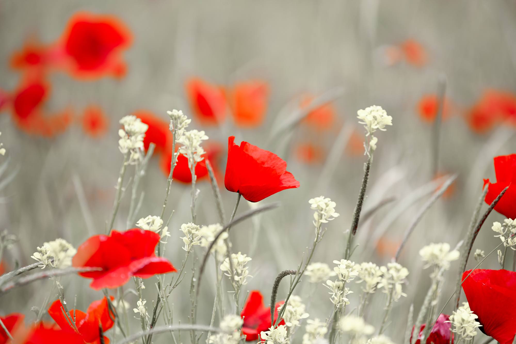 Poppies represent World War I and are strongly linked to Remembrance Day on November 11 