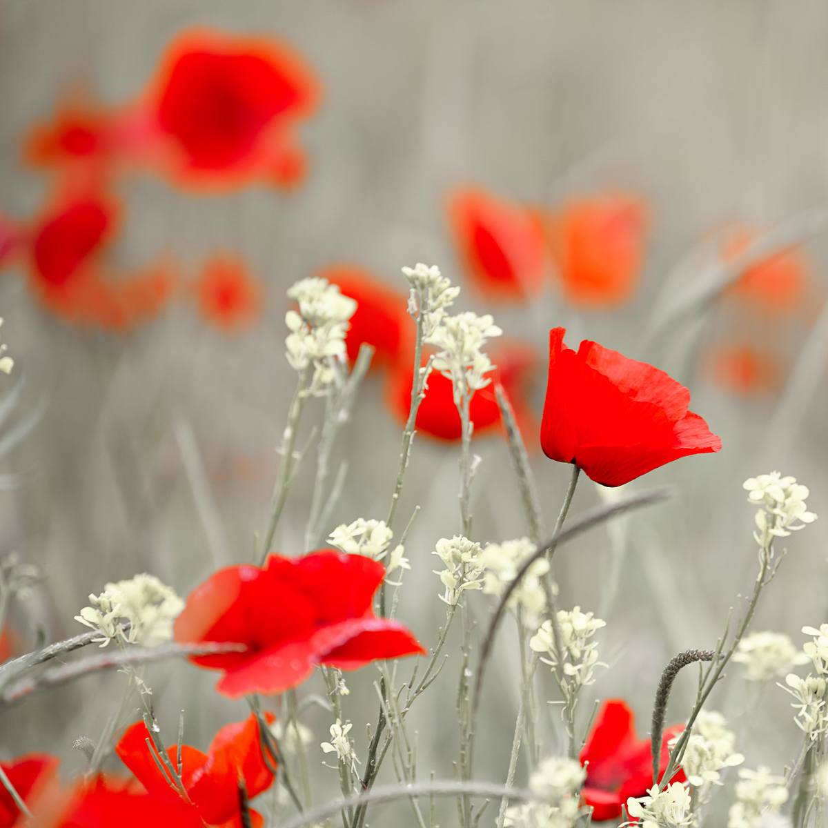 Wild red poppy representing Remembrance Day and Veterans of World War I