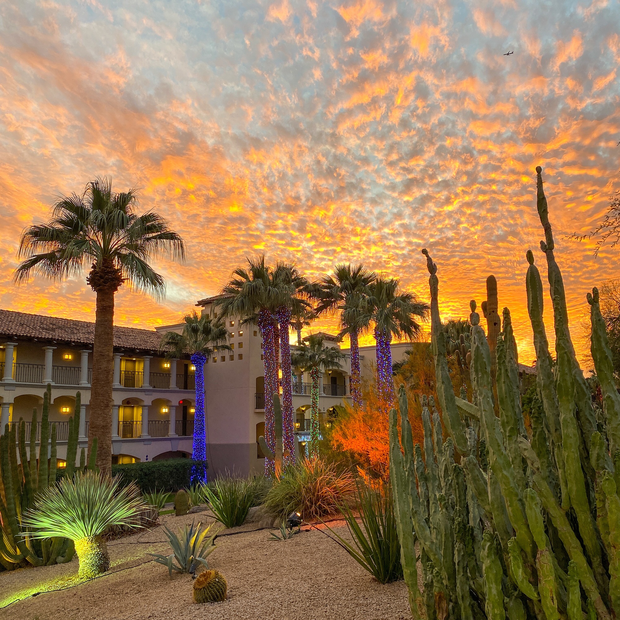 Sunset and Christmas lights in Scottsdale, AZ