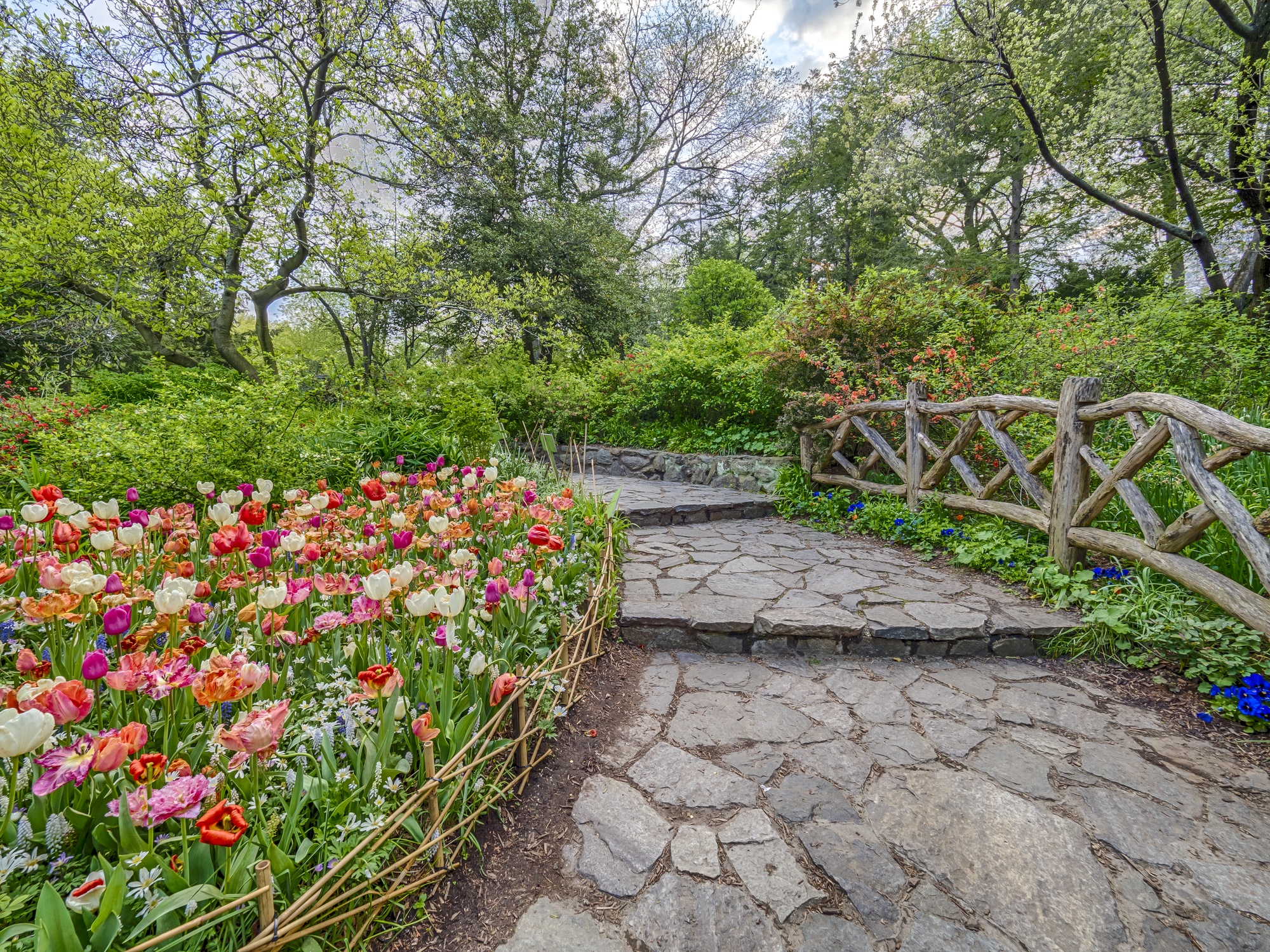 Shakespeare Garden in Central Park in spring