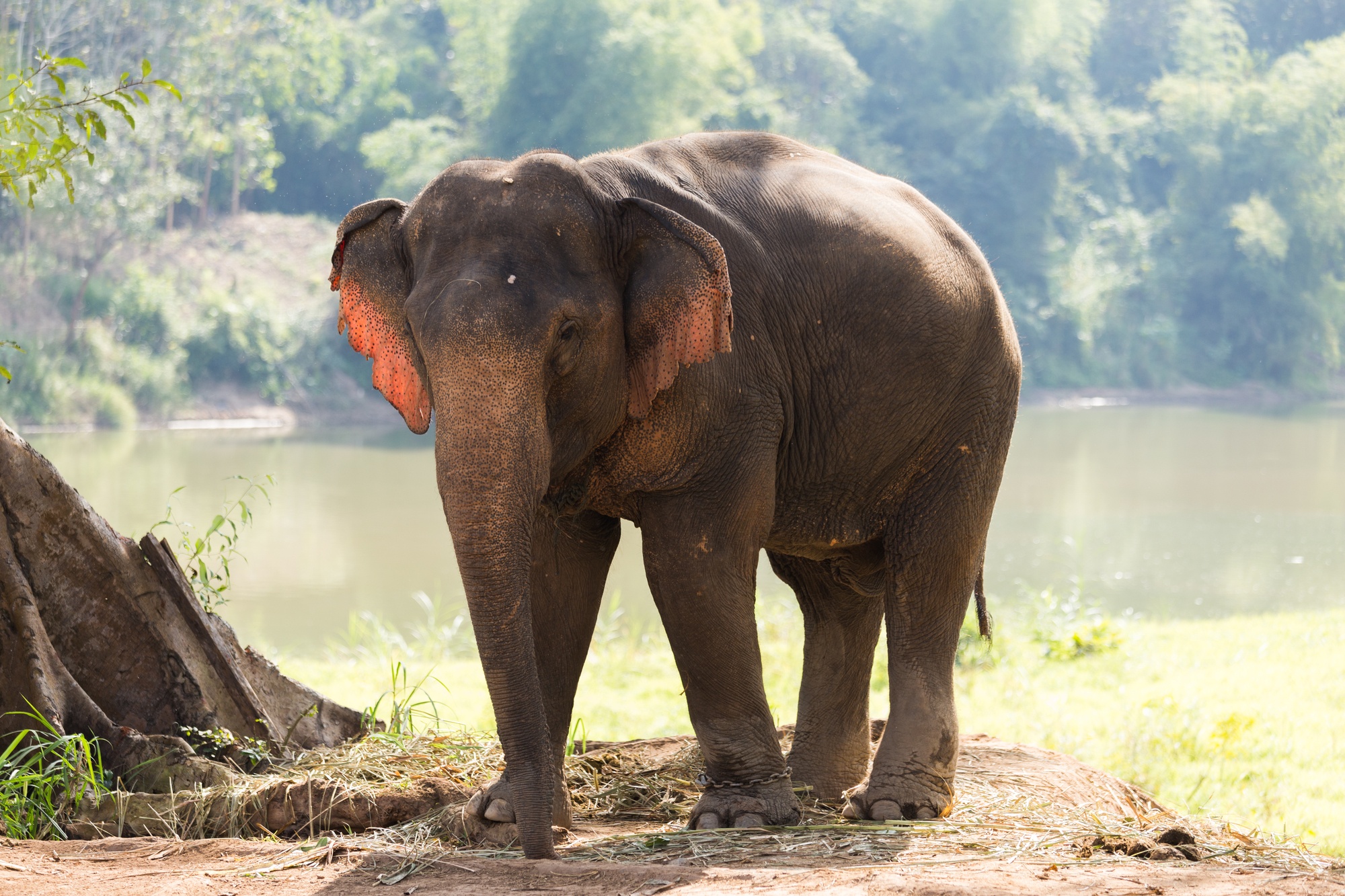 The elephant is the National Animal of Laos