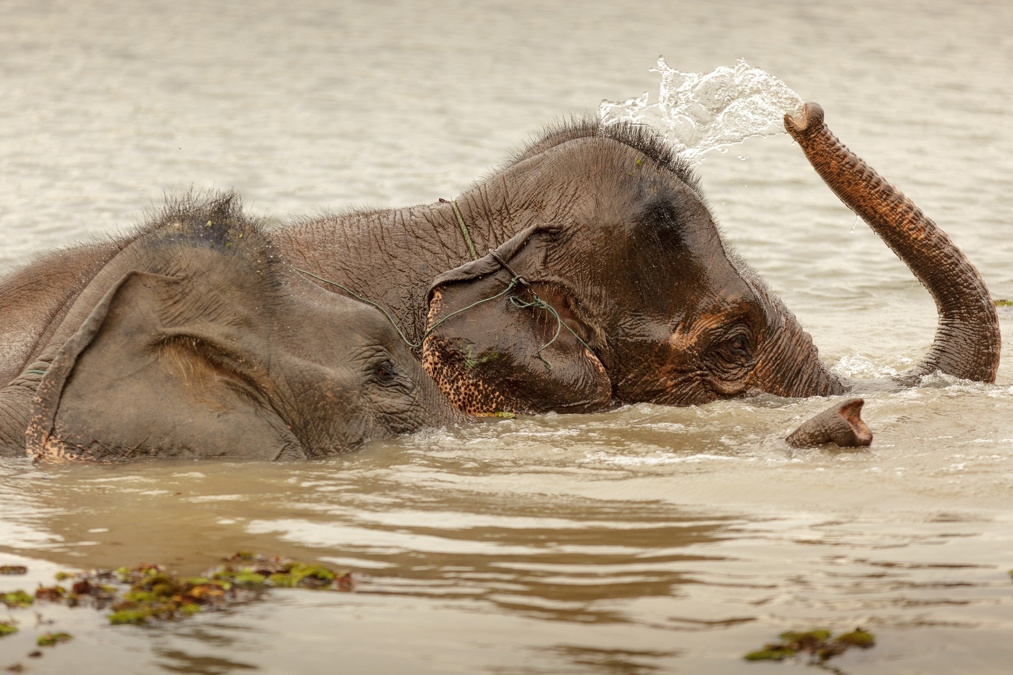 Elephants bathing in Laos