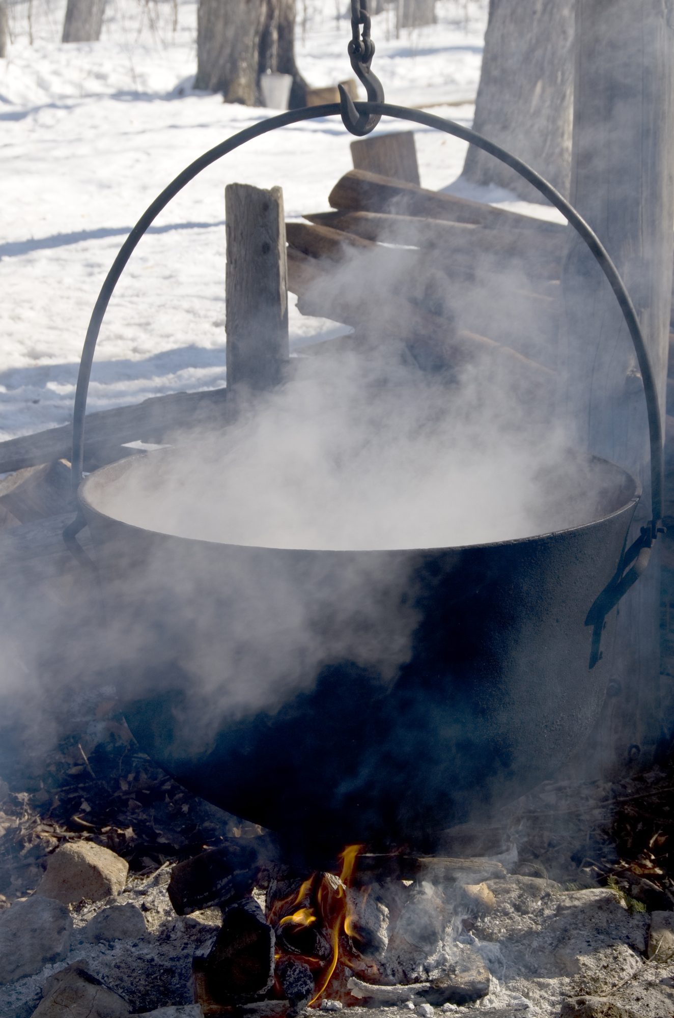 The sap is boiled to make maple syrup