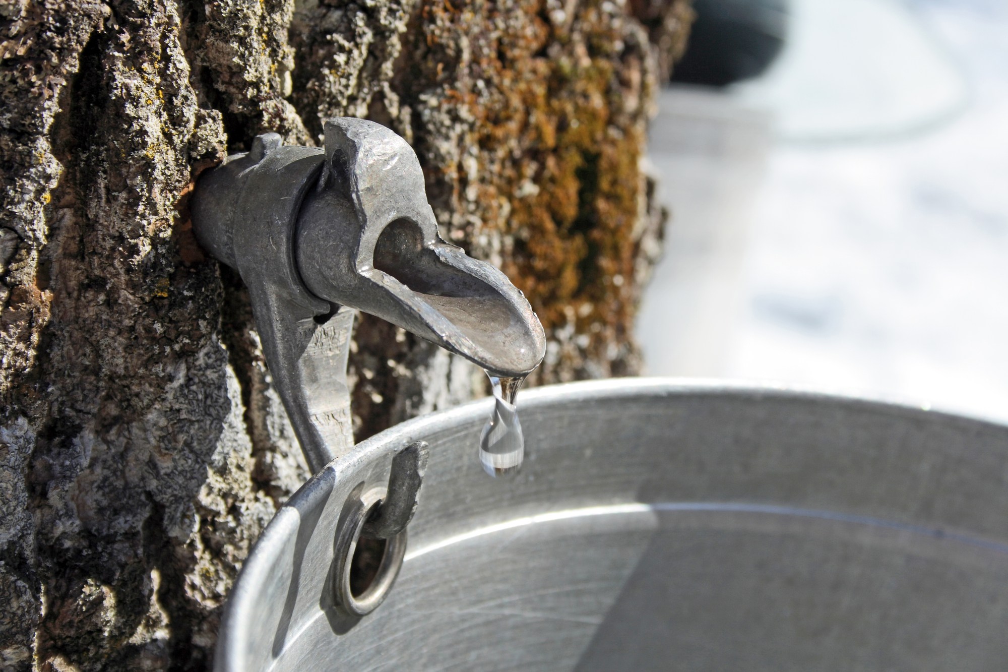 Sweet sap drips from maple trees