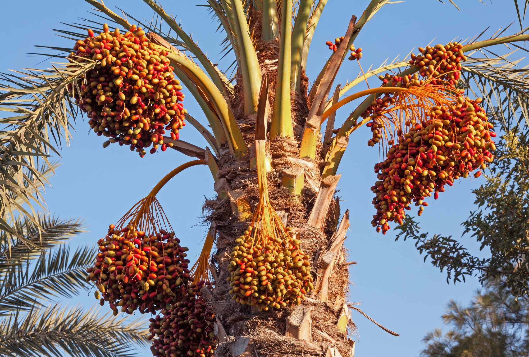 Date palm with ripe dates