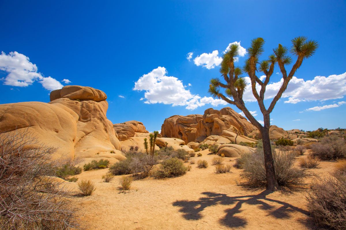 Joshua Tree National Park