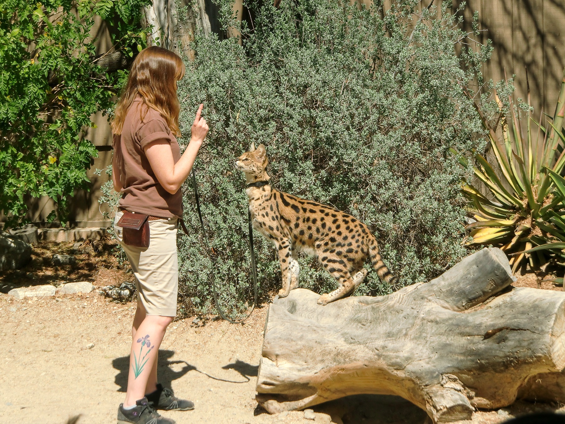 A wildlife show at the Living Desert in Palm Springs