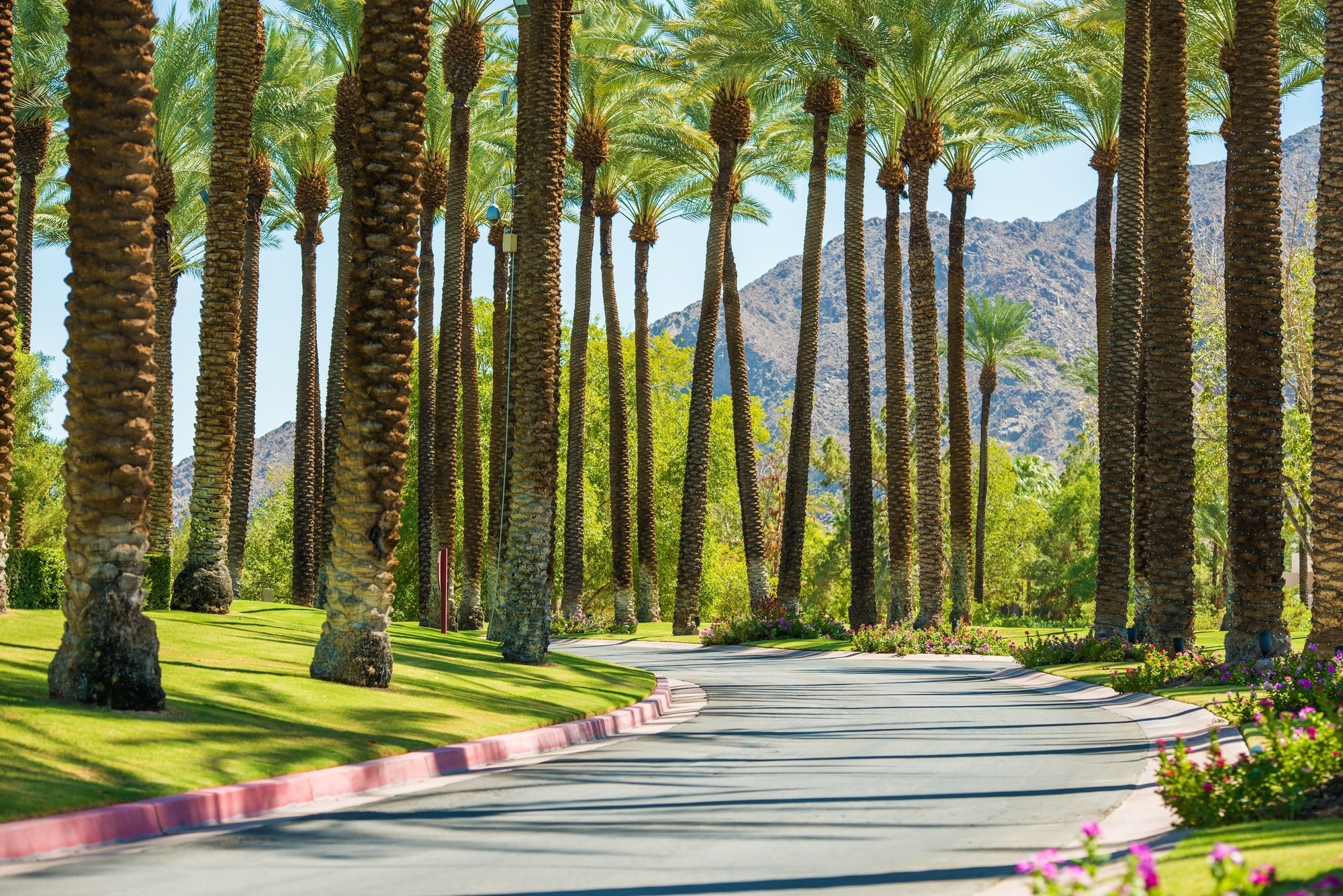 Iconic palm trees in Palm Springs, CA