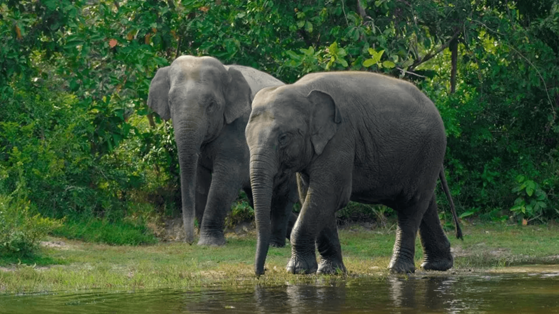 Elephants at Phnom Tamao Wildlife Rescue Center near Phnom Penh, Cambodia