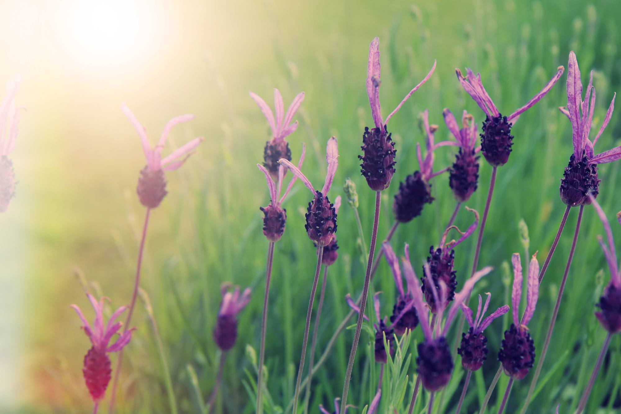 Lavender oil can be used to induce sleep and reduce stress