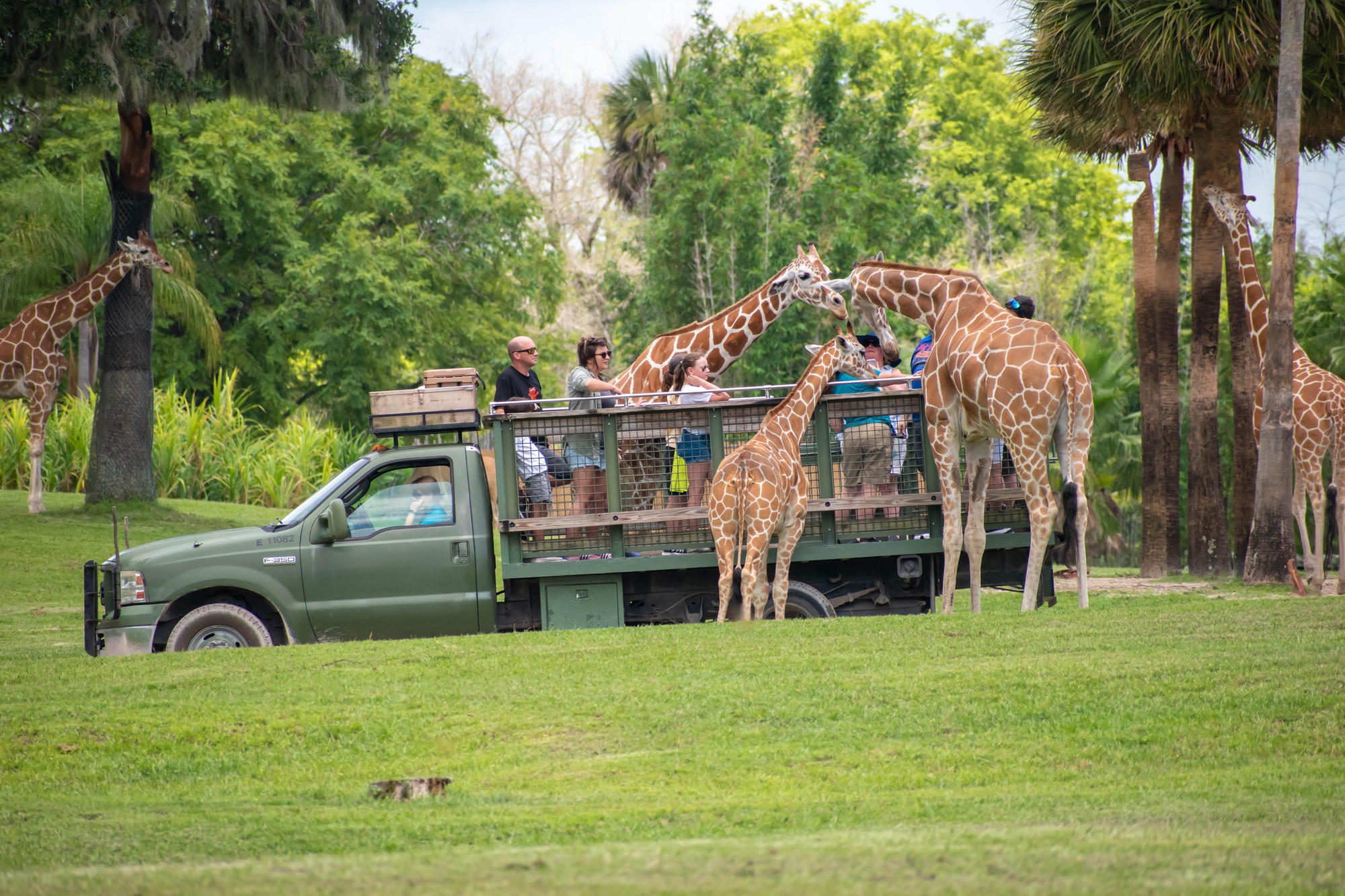 Serengeti Safari at Busch Gardens