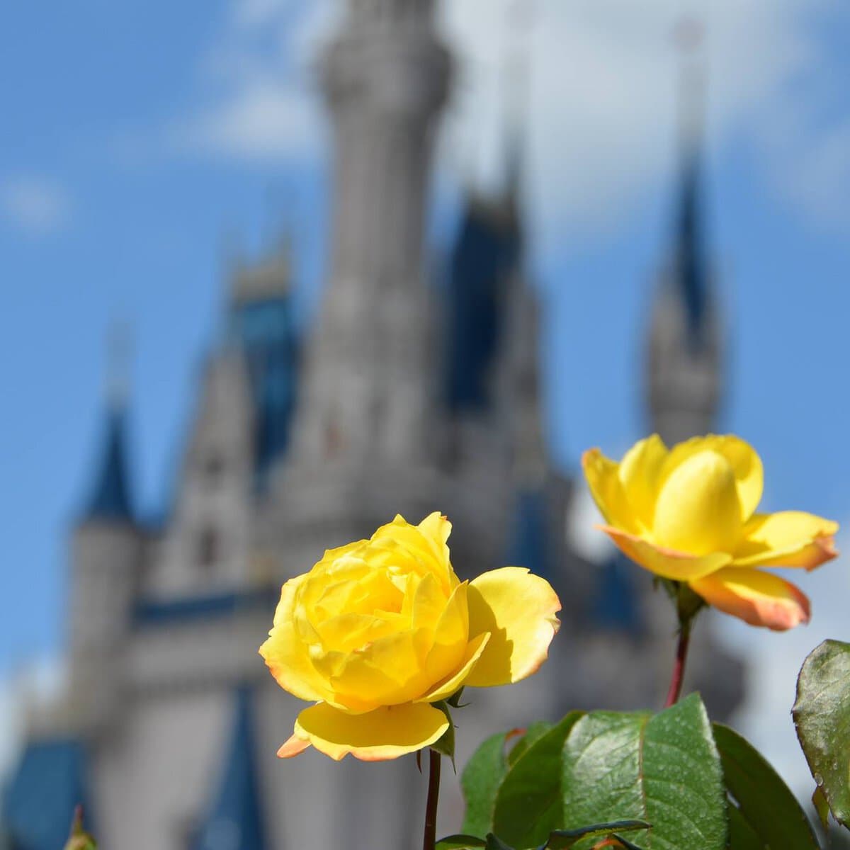 Orlando family attractions