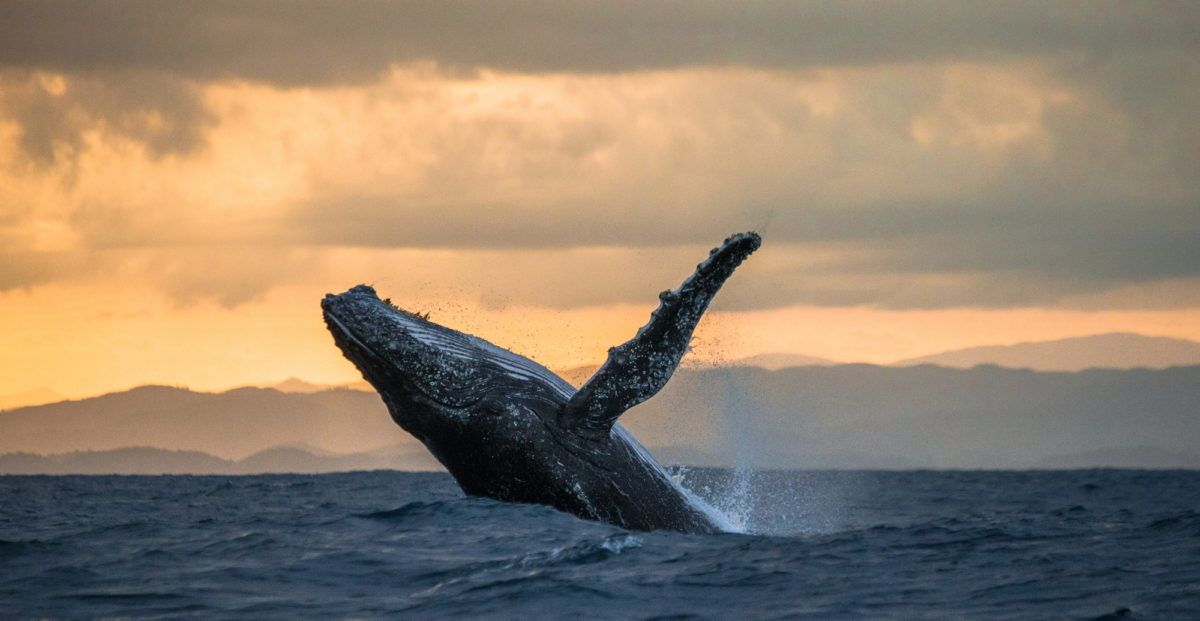 A humpback whale breaching