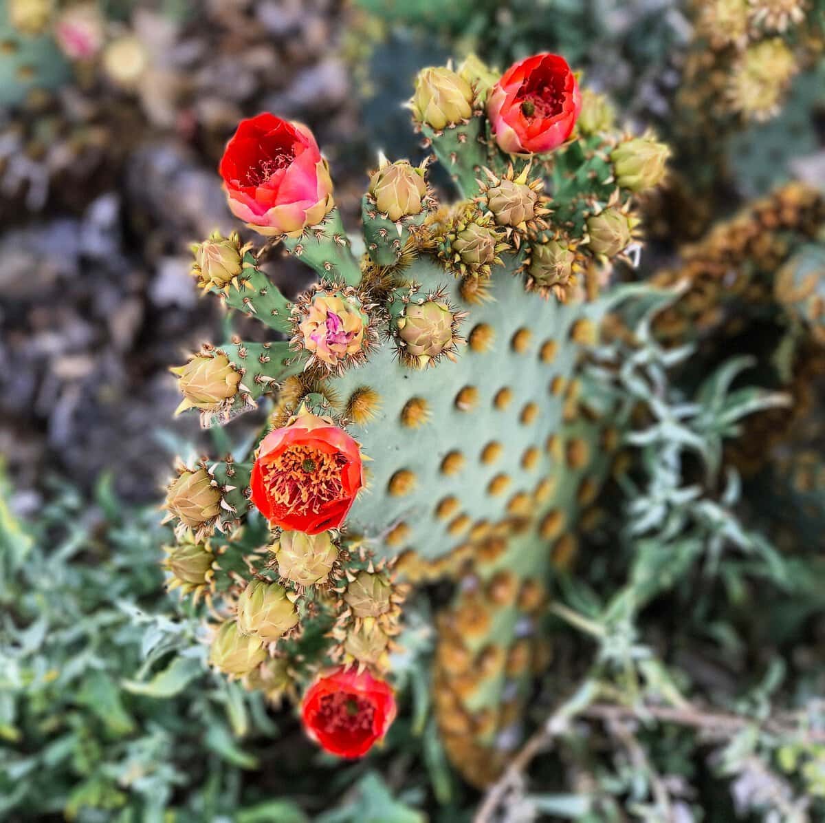 Prickly pear cactus cactus blossoms in Arizona