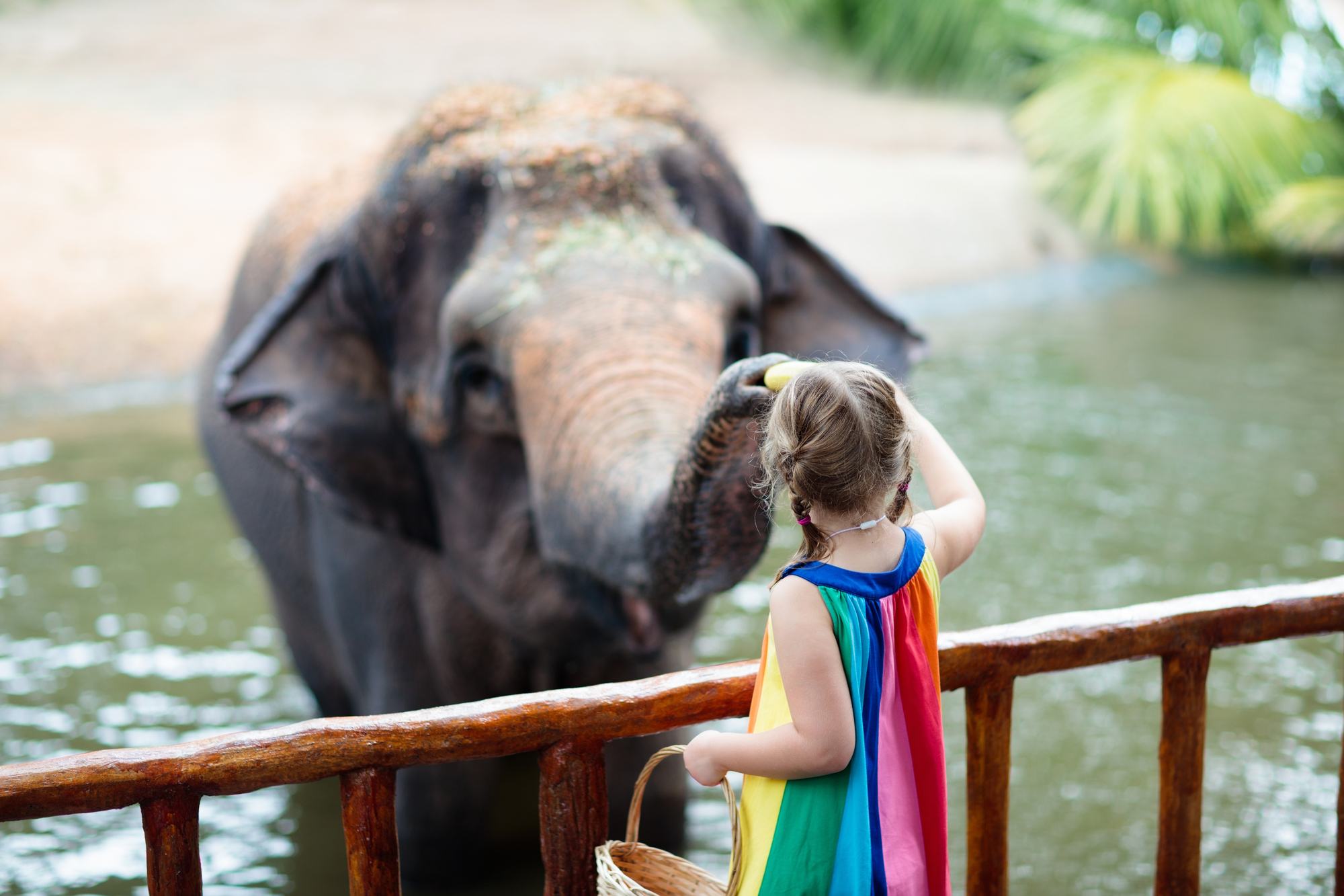 Child feeding an elephant at the Singapore Zoo during a Singapore family vacation