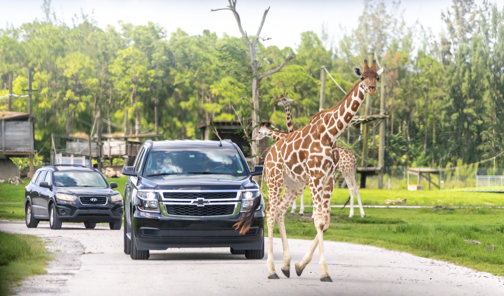 Lion Country Safari drive through park in West Palm Beach