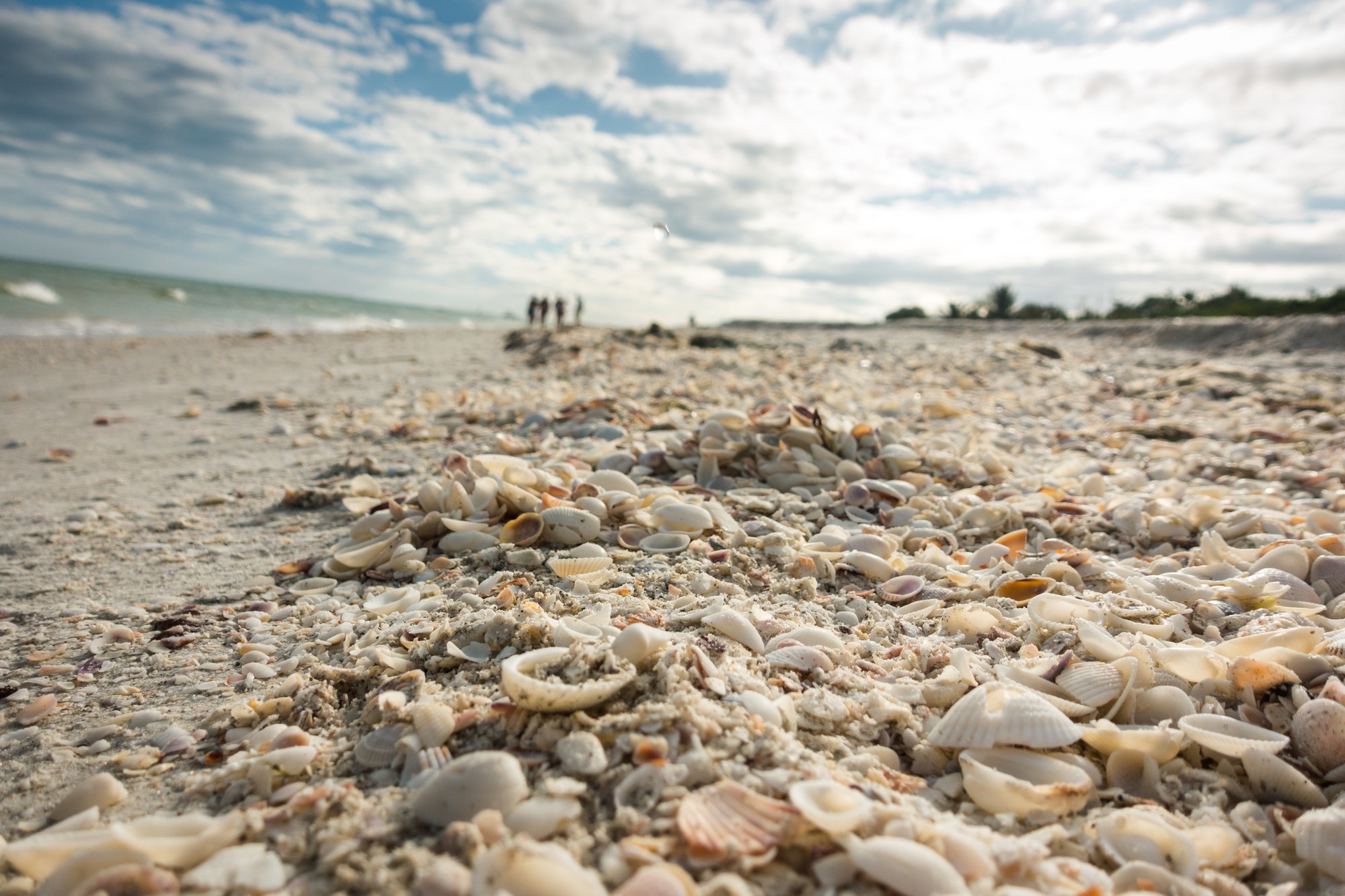 Thousands of seashells for collecting on Sanibel Island in Florida