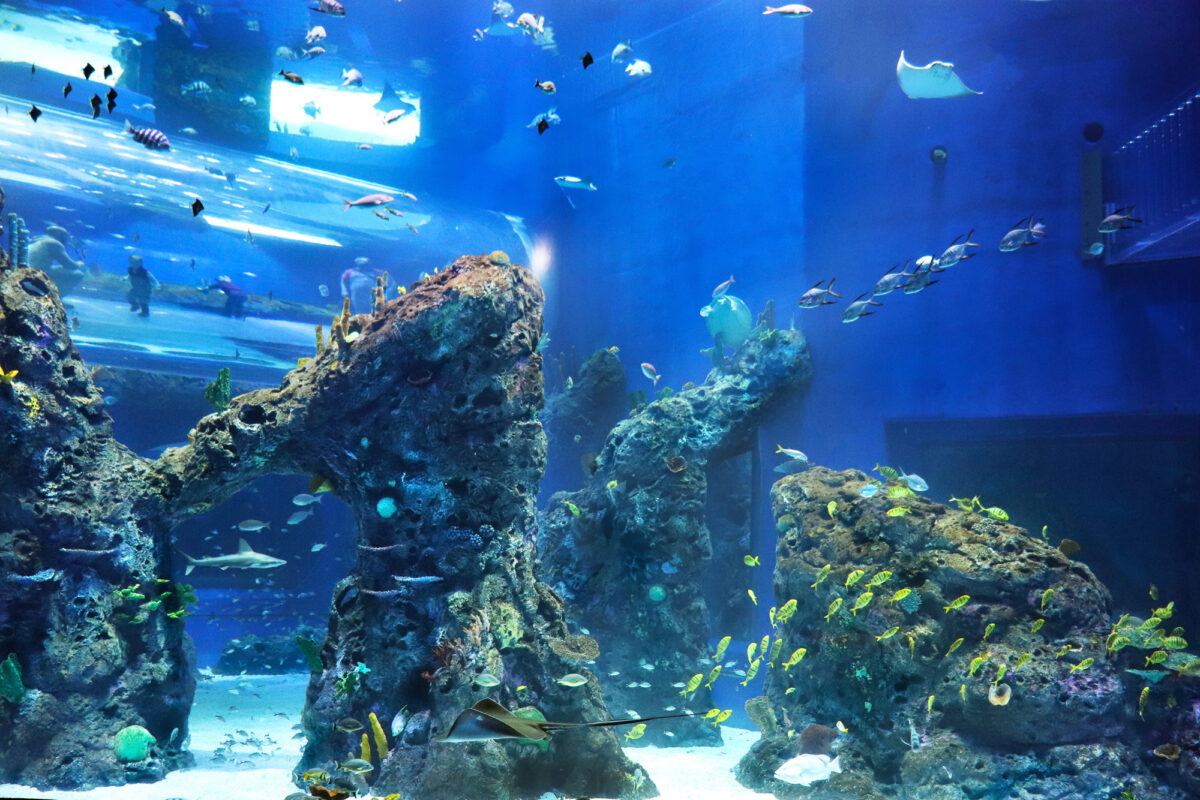 Mississippi Aquarium 