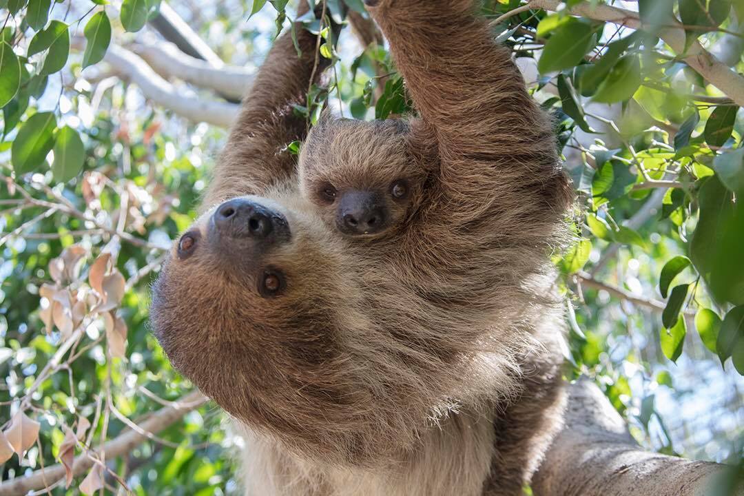 A mama sloth and a baby sloth at Santa Ana Zoo 