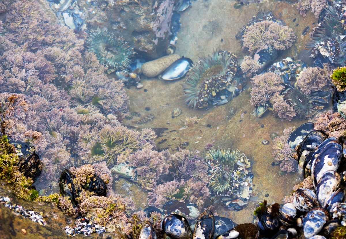 Tide pool in Southern California