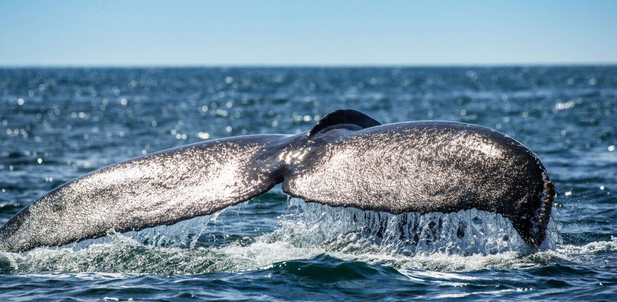 A humpback whale diving in Orange County, CA