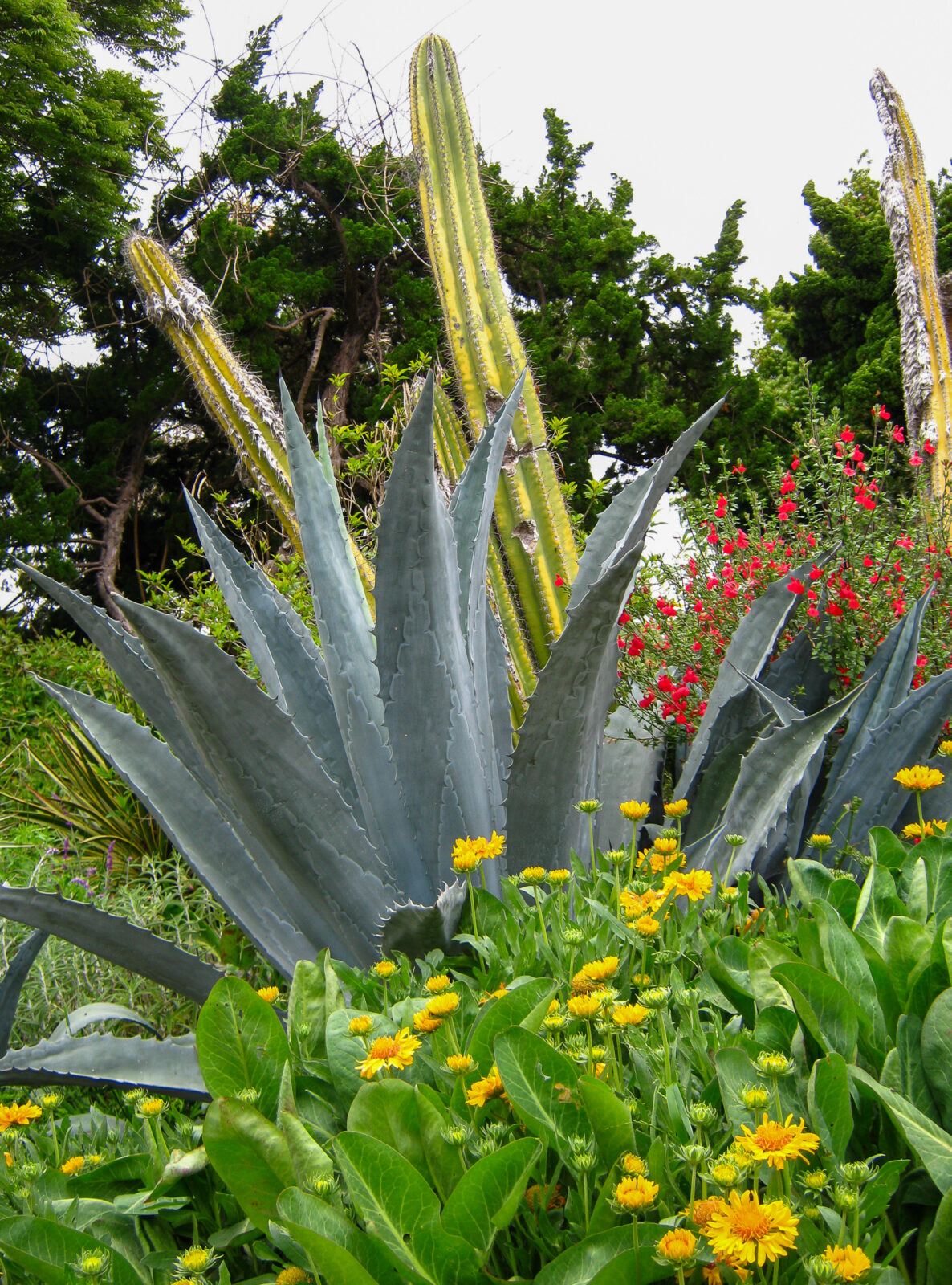 New World Desert Garden at San Diego Botanic Garden