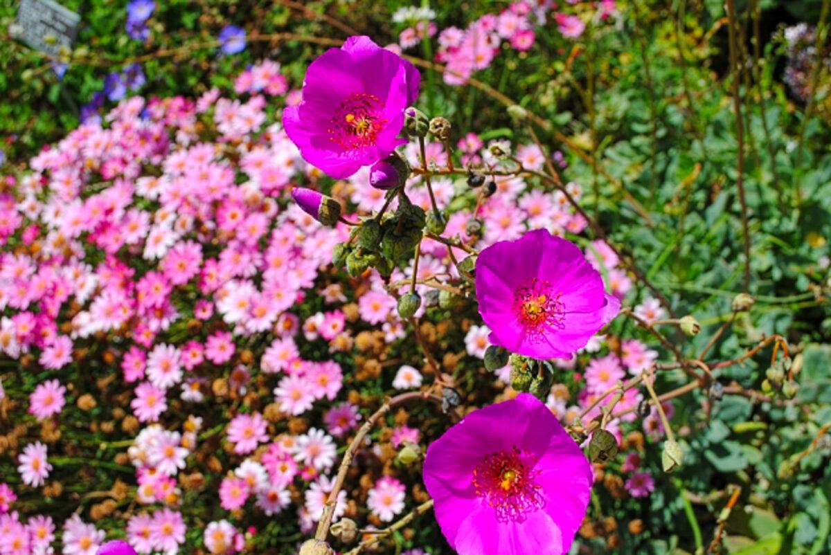 Pretty pink flowers at San Diego Botanic Garden