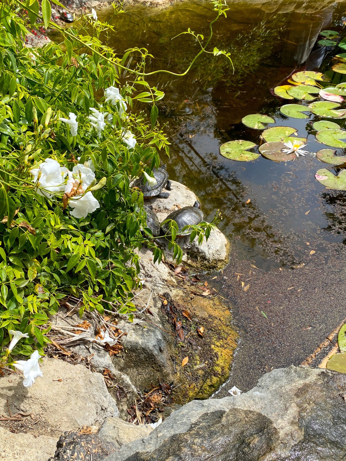 Turtles sunning themselves at the San Diego Botanic Garden Bamboo Pond