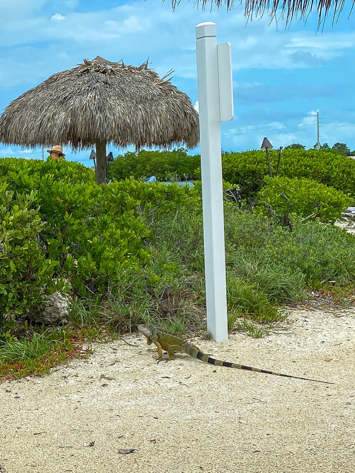 A wild iguana by the Saltwater Lagoon at Hawks Cay Resort