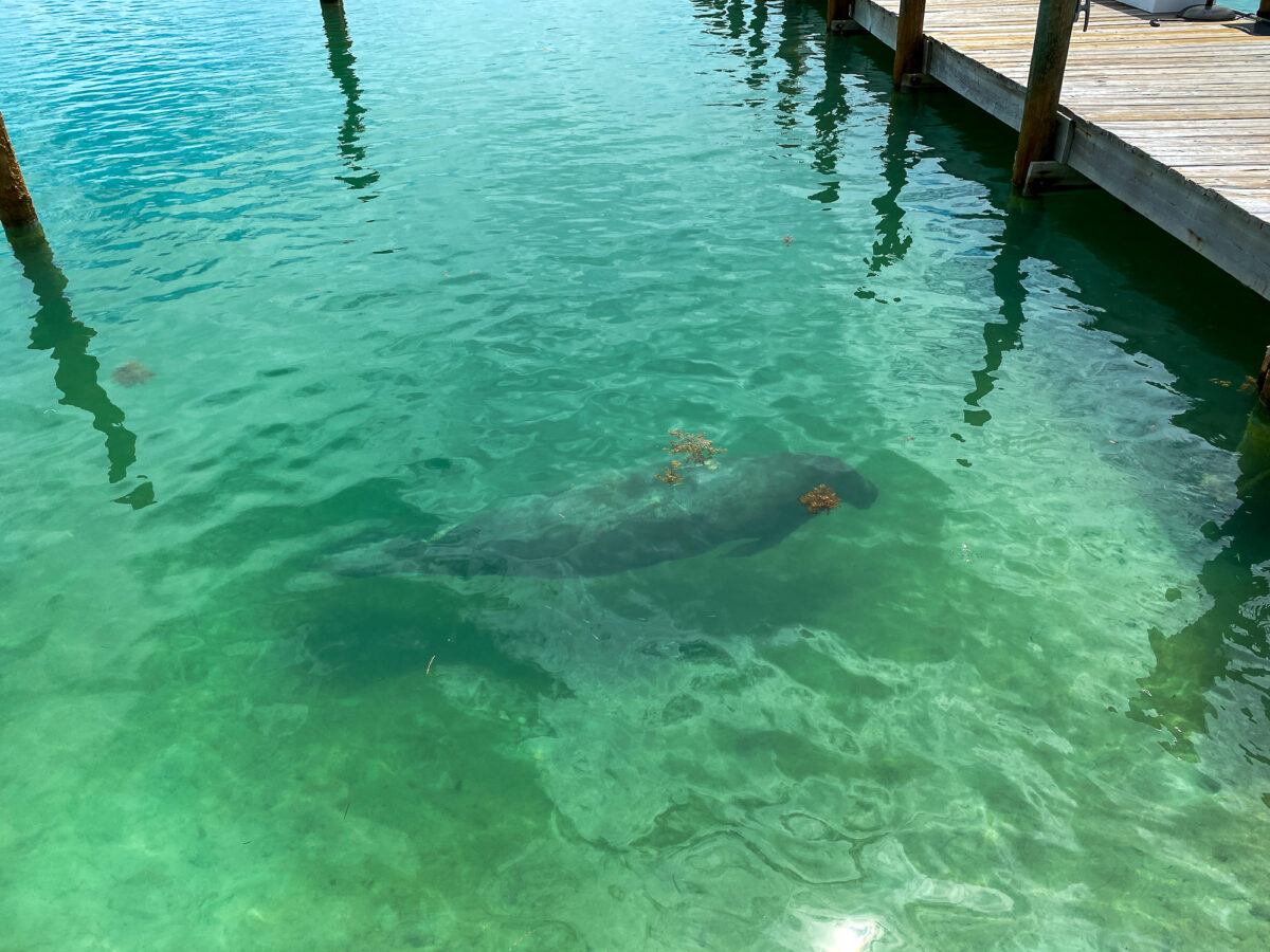 A manatee at Hawks Cay Marina